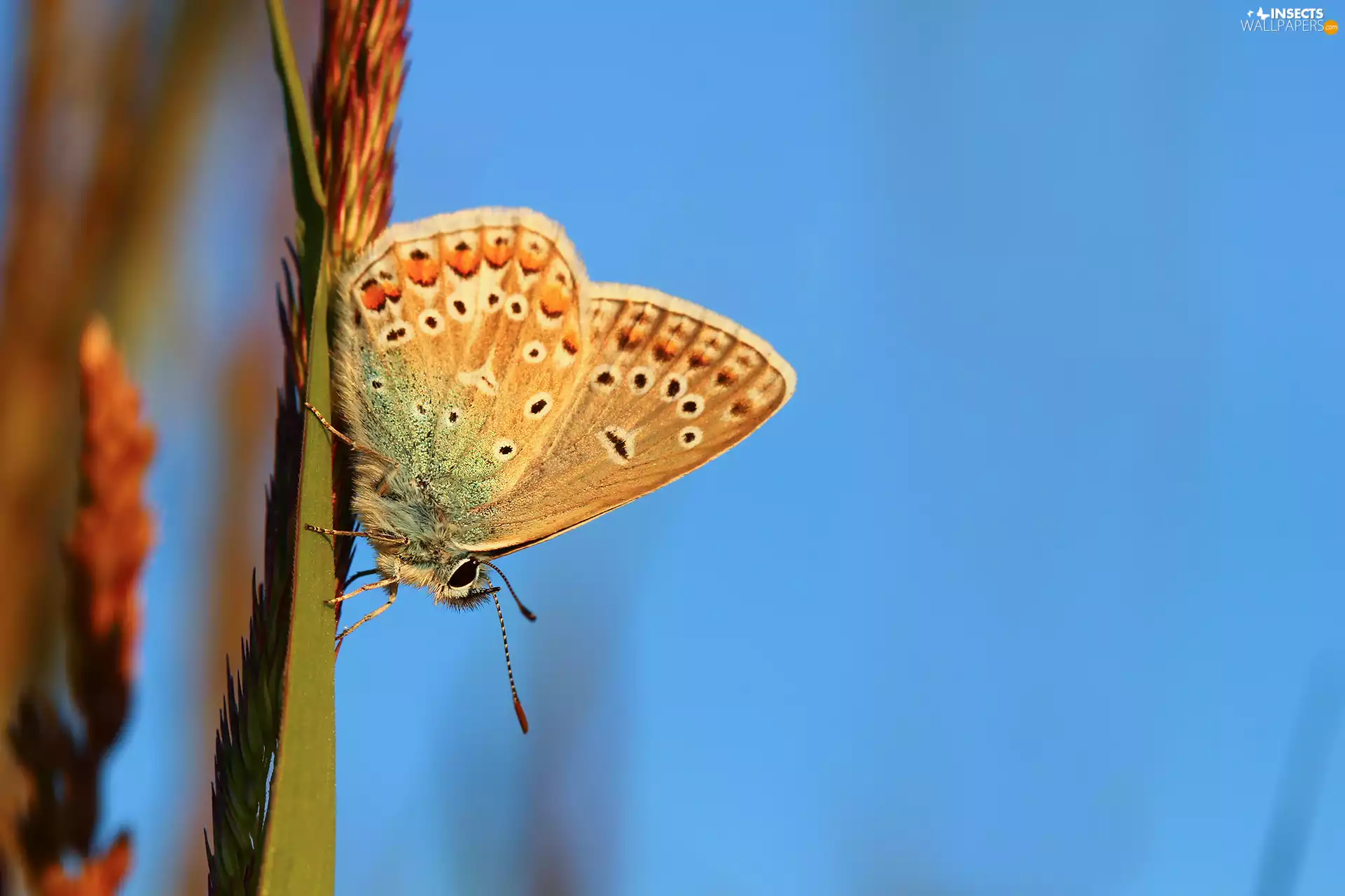 butterfly, Adonis Blue