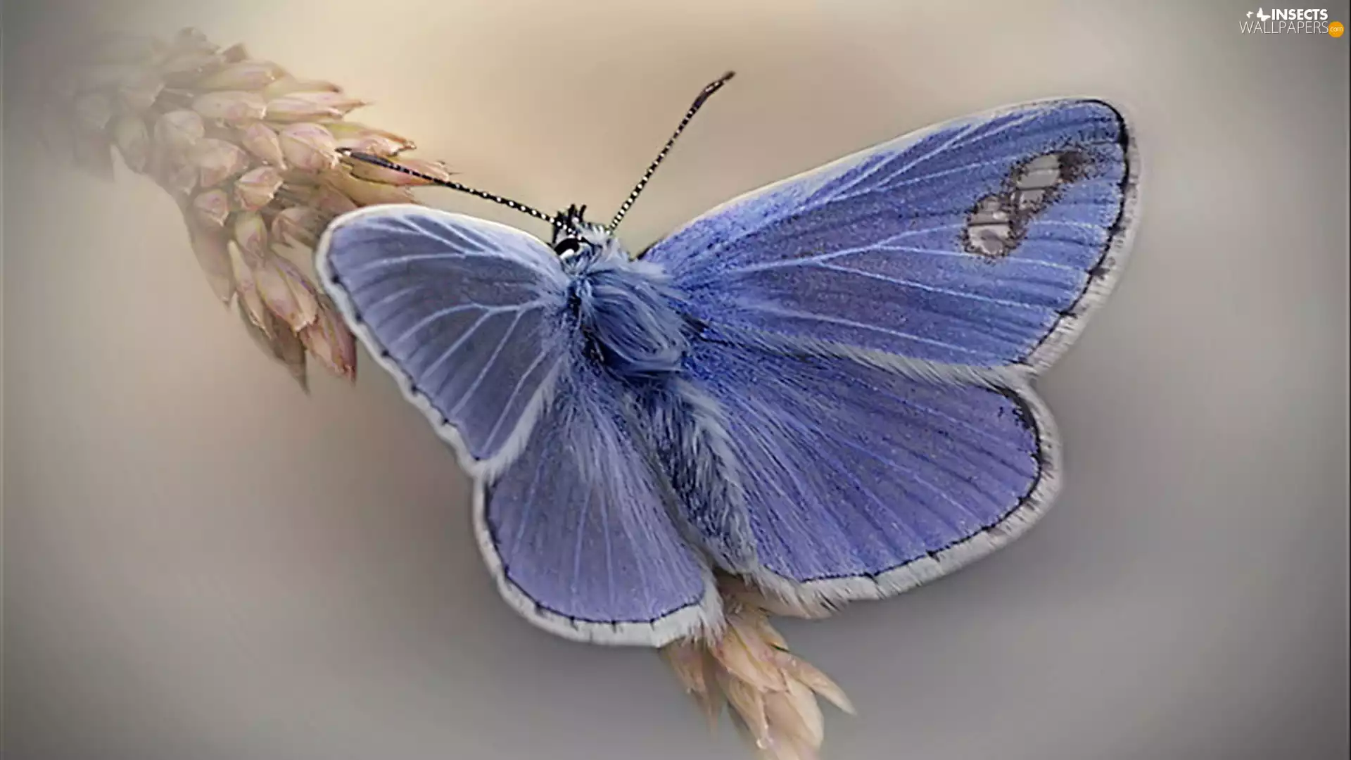 blue, Dusky, ear, butterfly