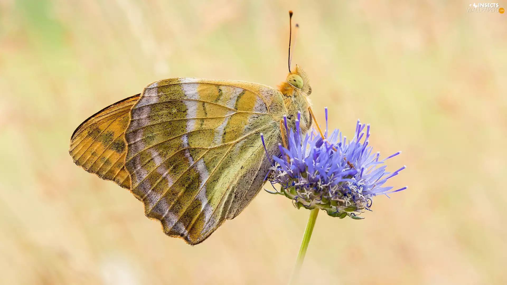 Colourfull Flowers, blue, male, Silver-washed Fritillary, butterfly
