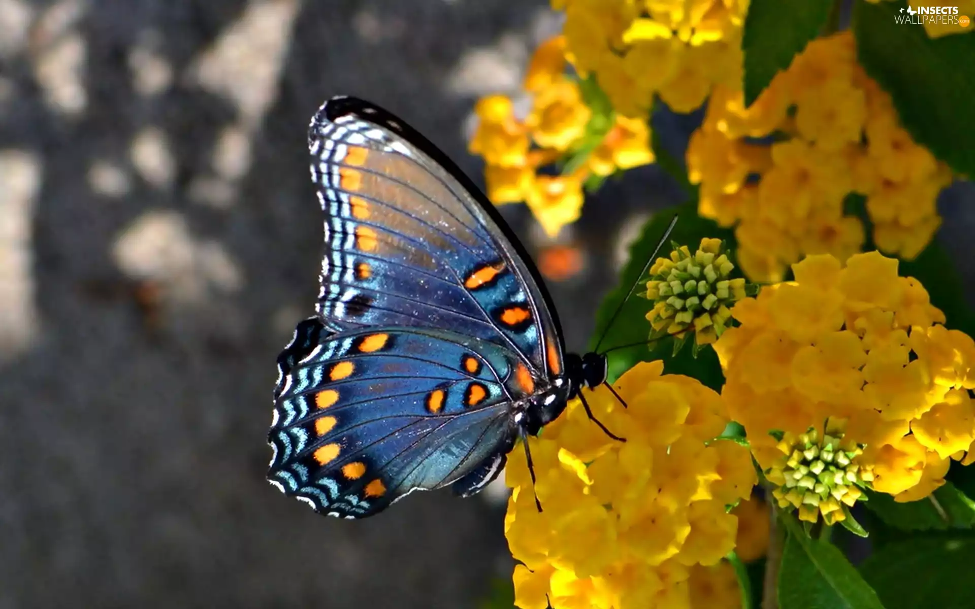 blue, Yellow, Flowers, butterfly