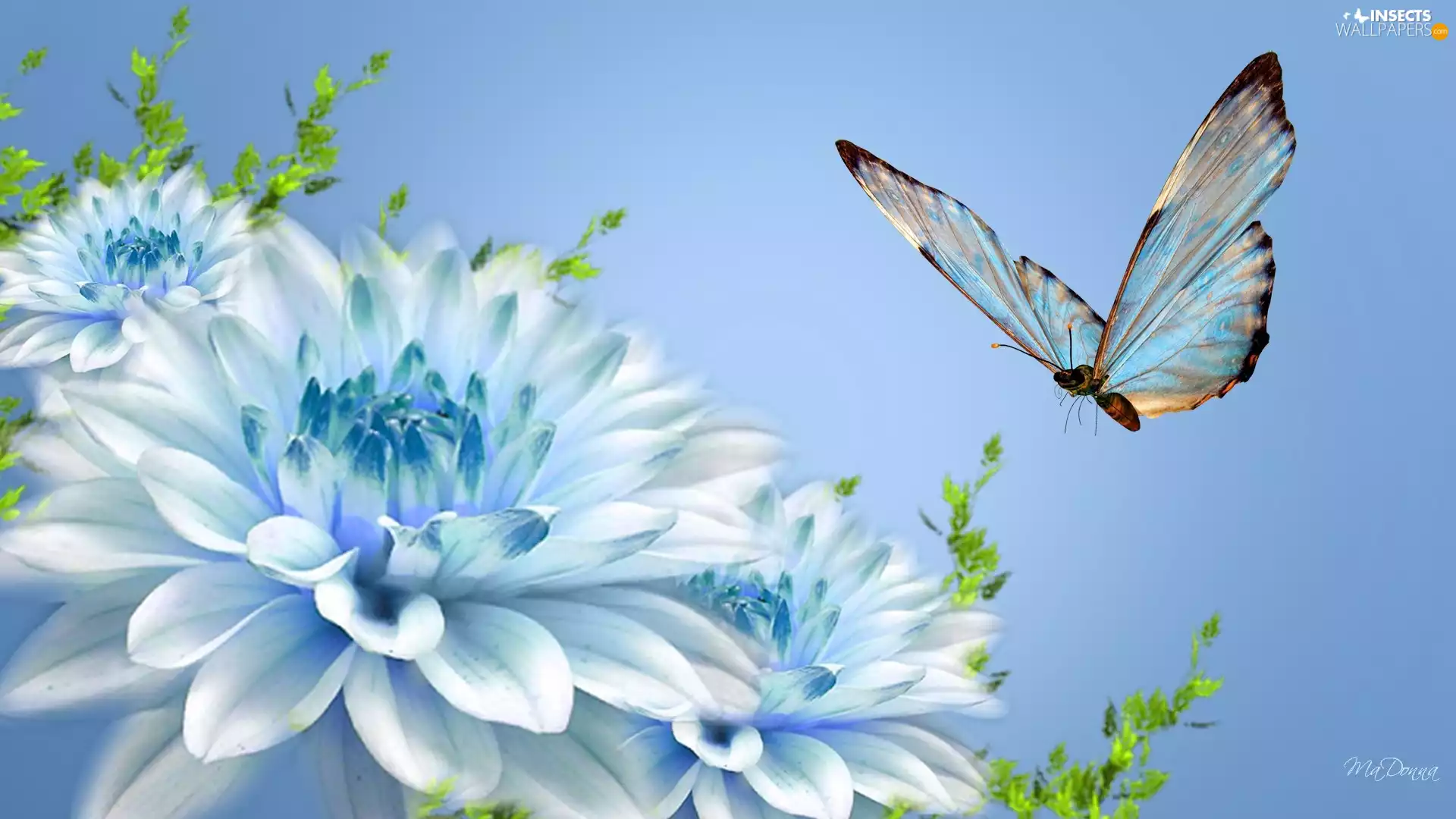butterfly, Flowers, blue