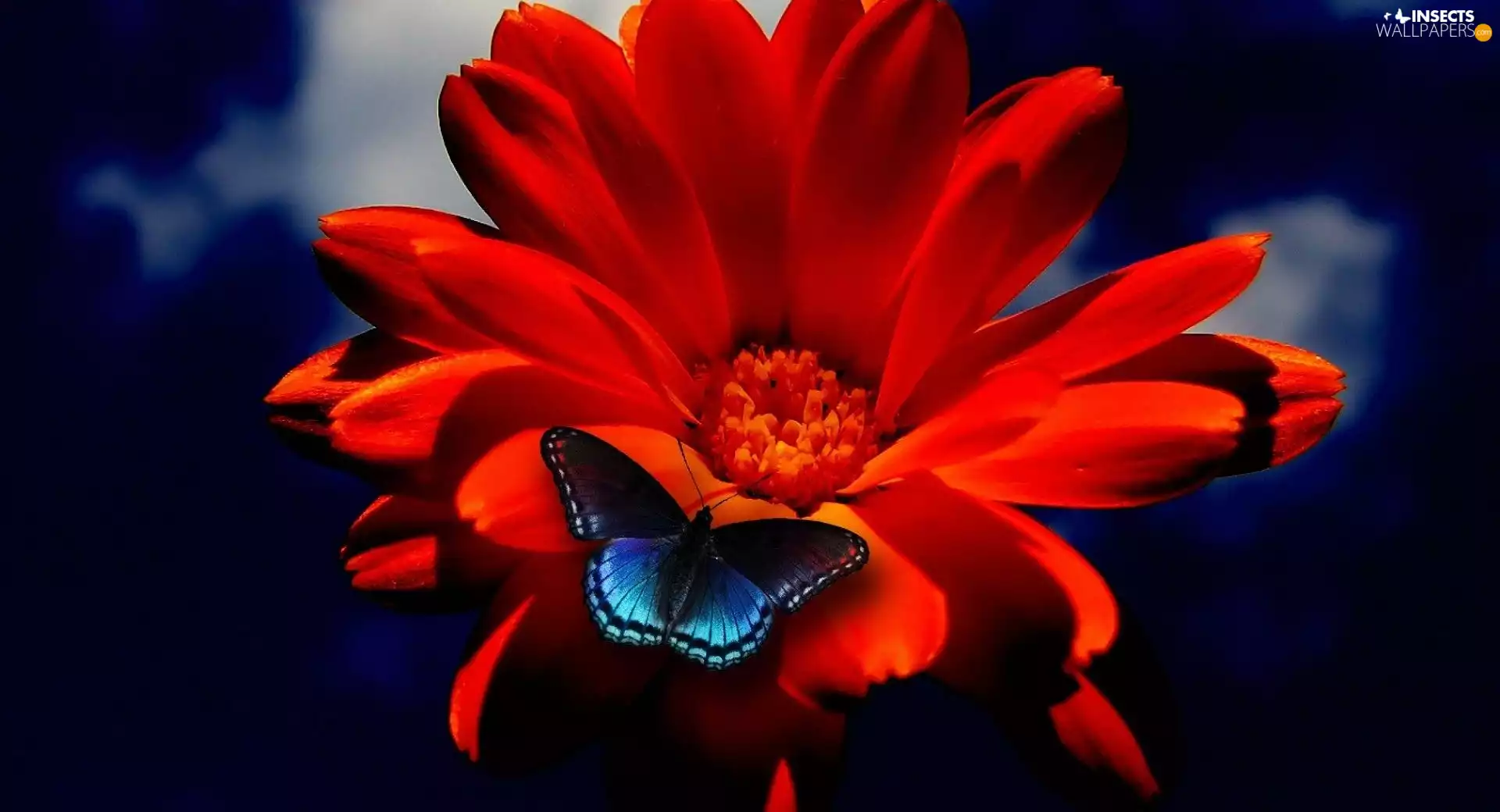 butterfly, Gerbera, blue