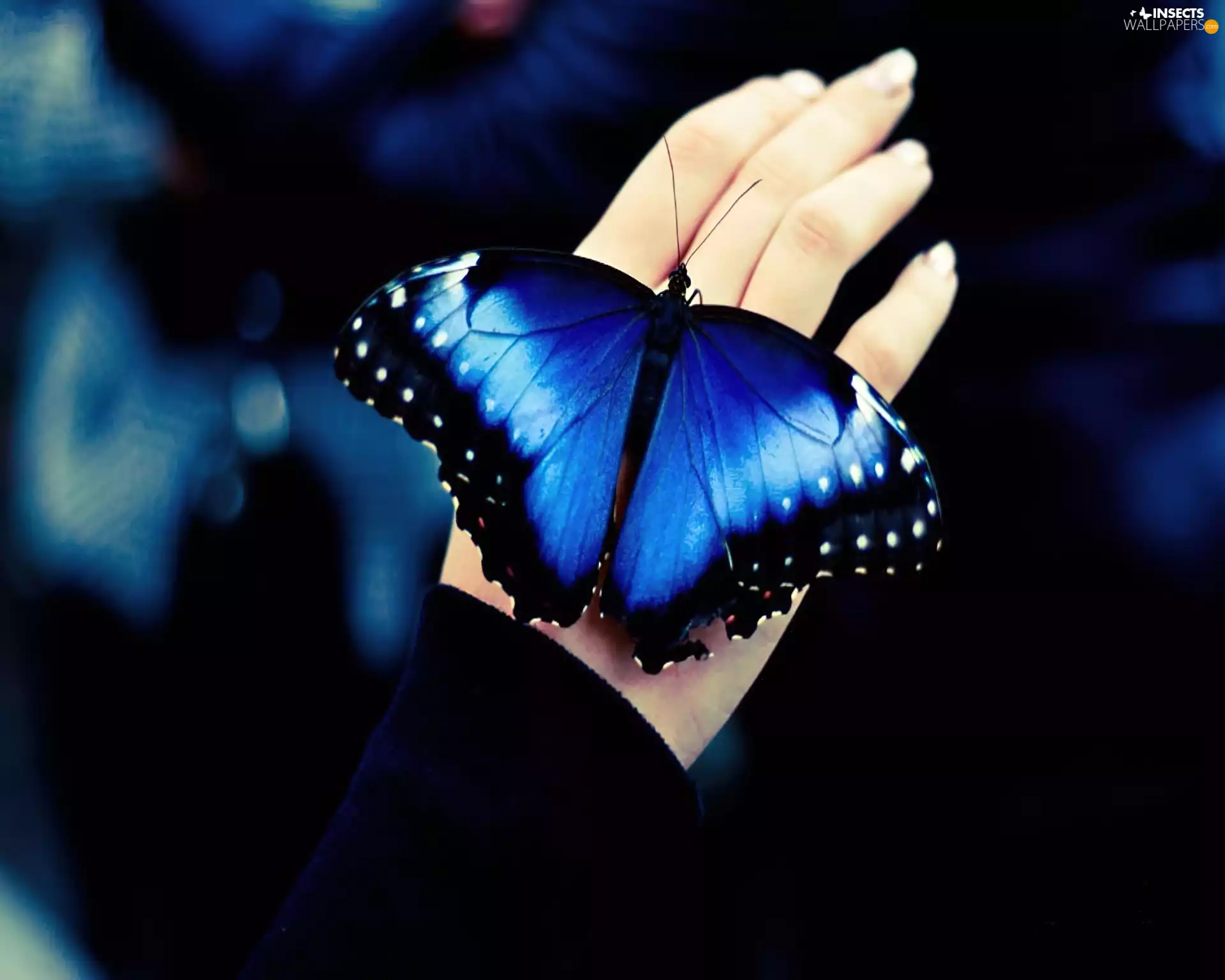 butterfly, hand, blue