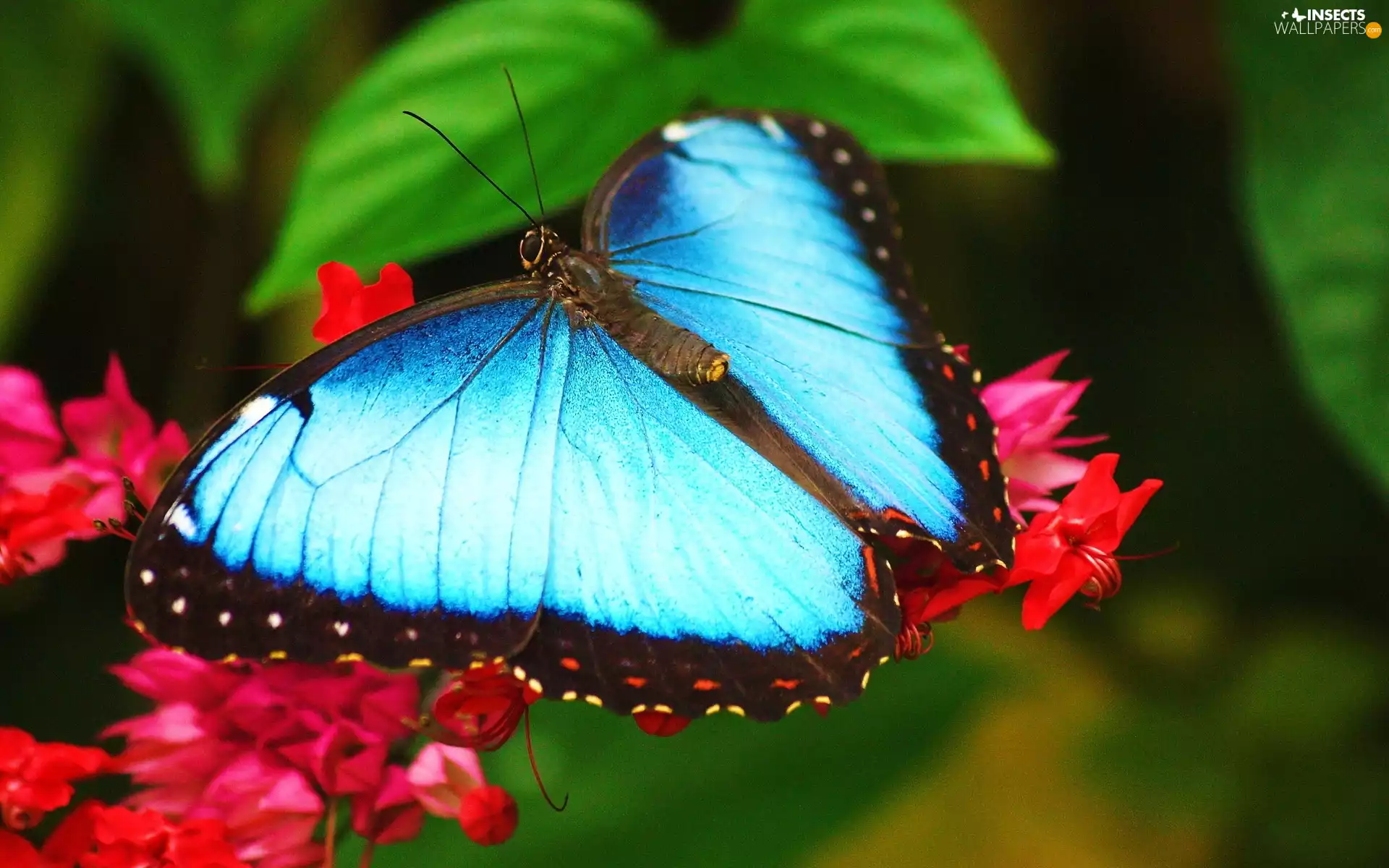 blue, Flowers, Leaf, butterfly