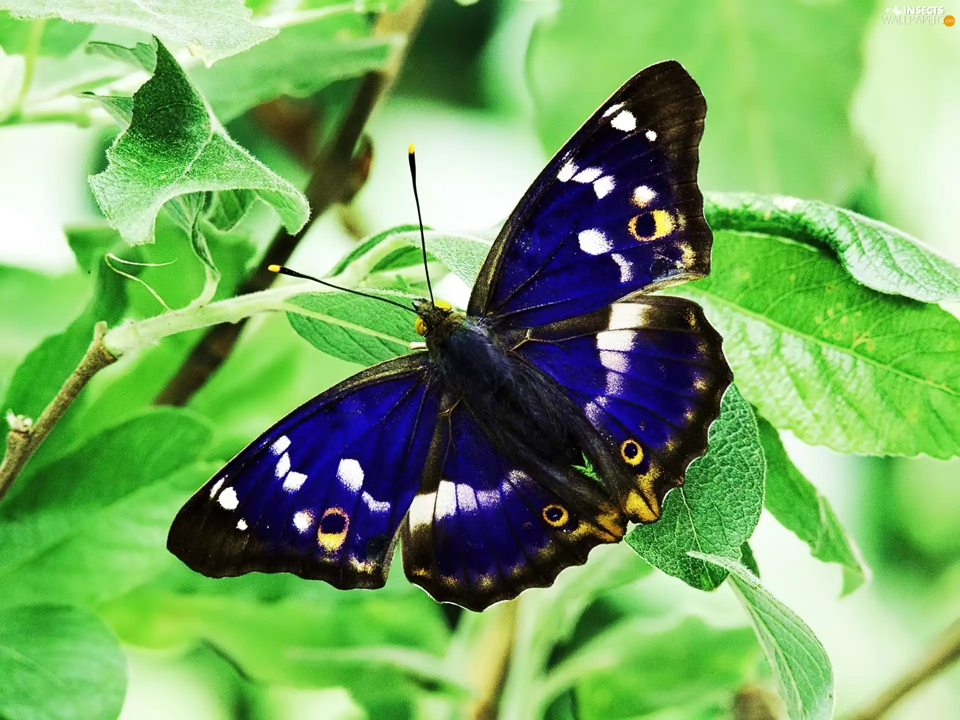 blue, plant, tentacles, butterfly