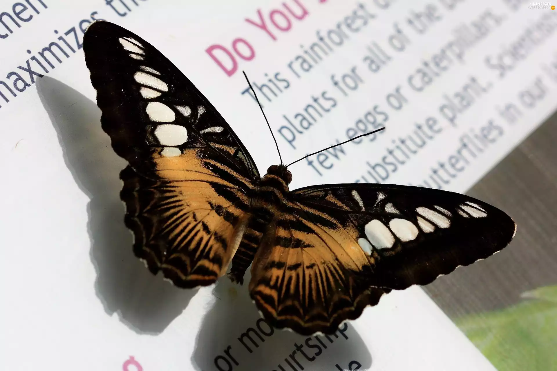 butterfly, Book