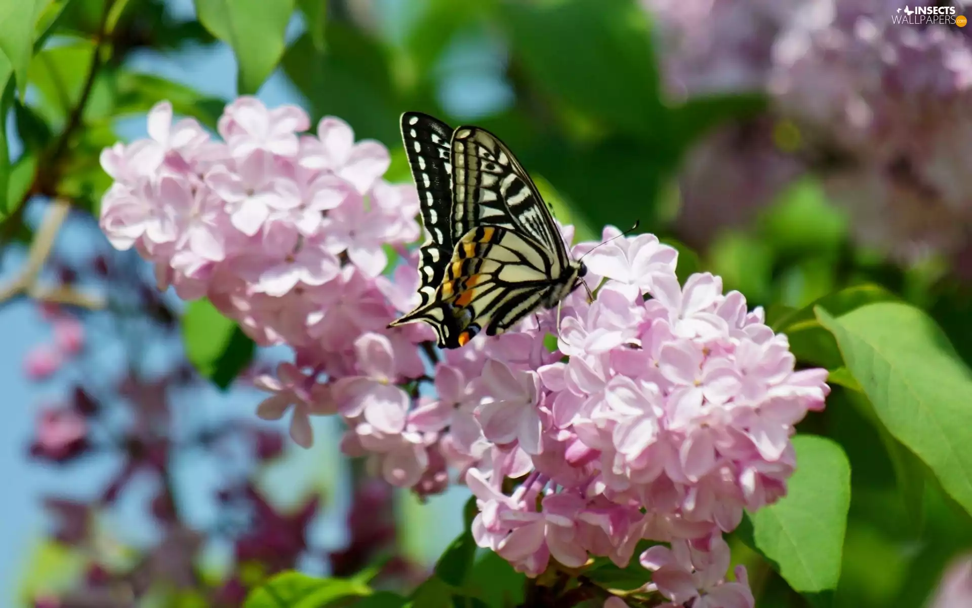 Beatyfull, butterfly, branch, lilac, Blossoming
