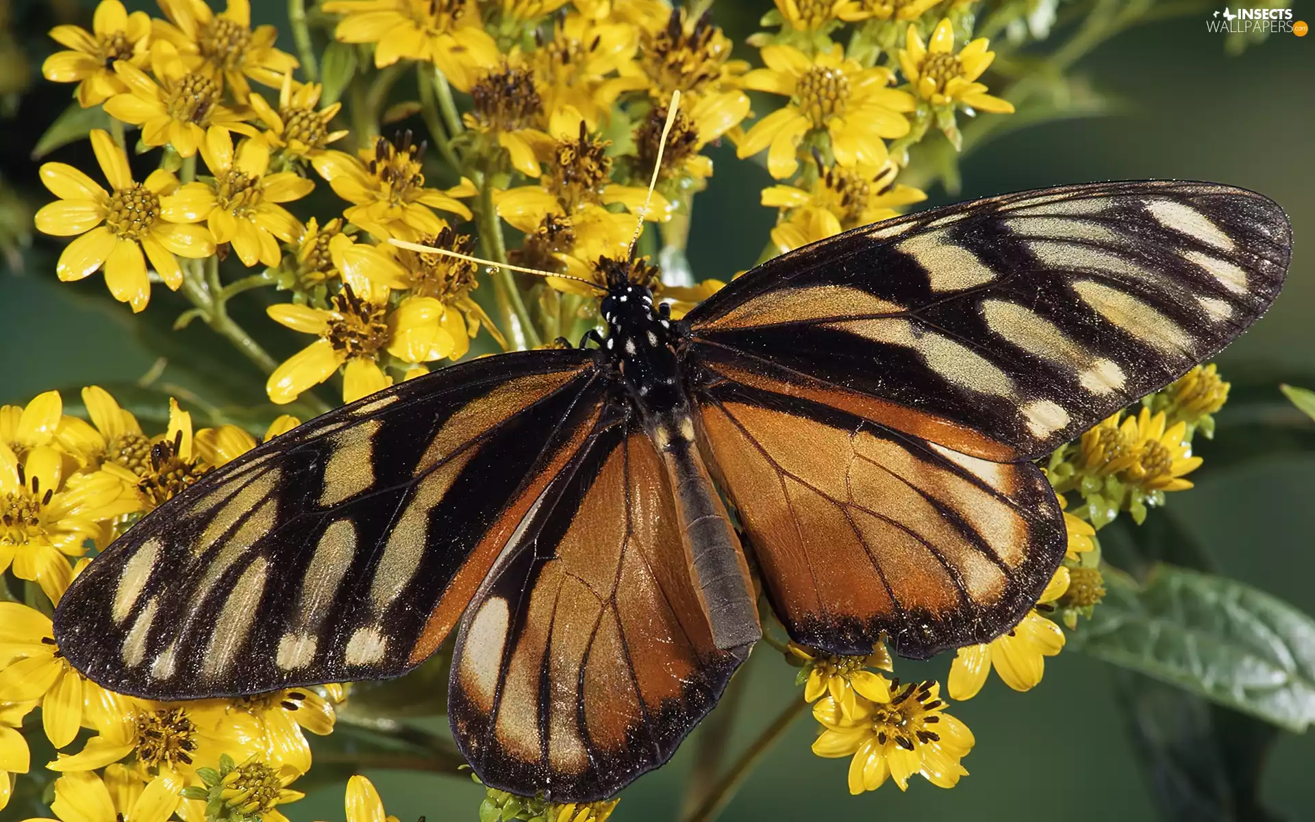 Brown, Yellow, Flowers, butterfly