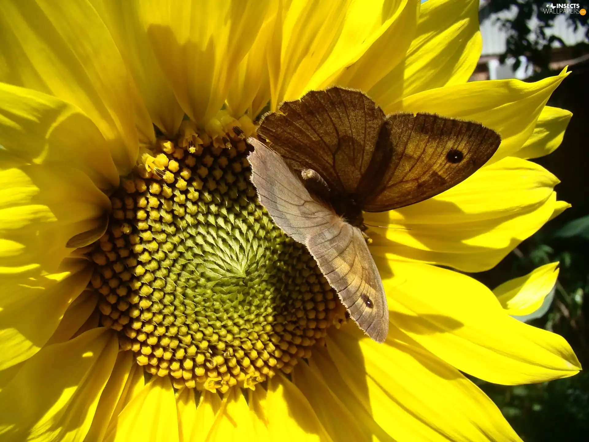 butterfly, Sunflower, Brown