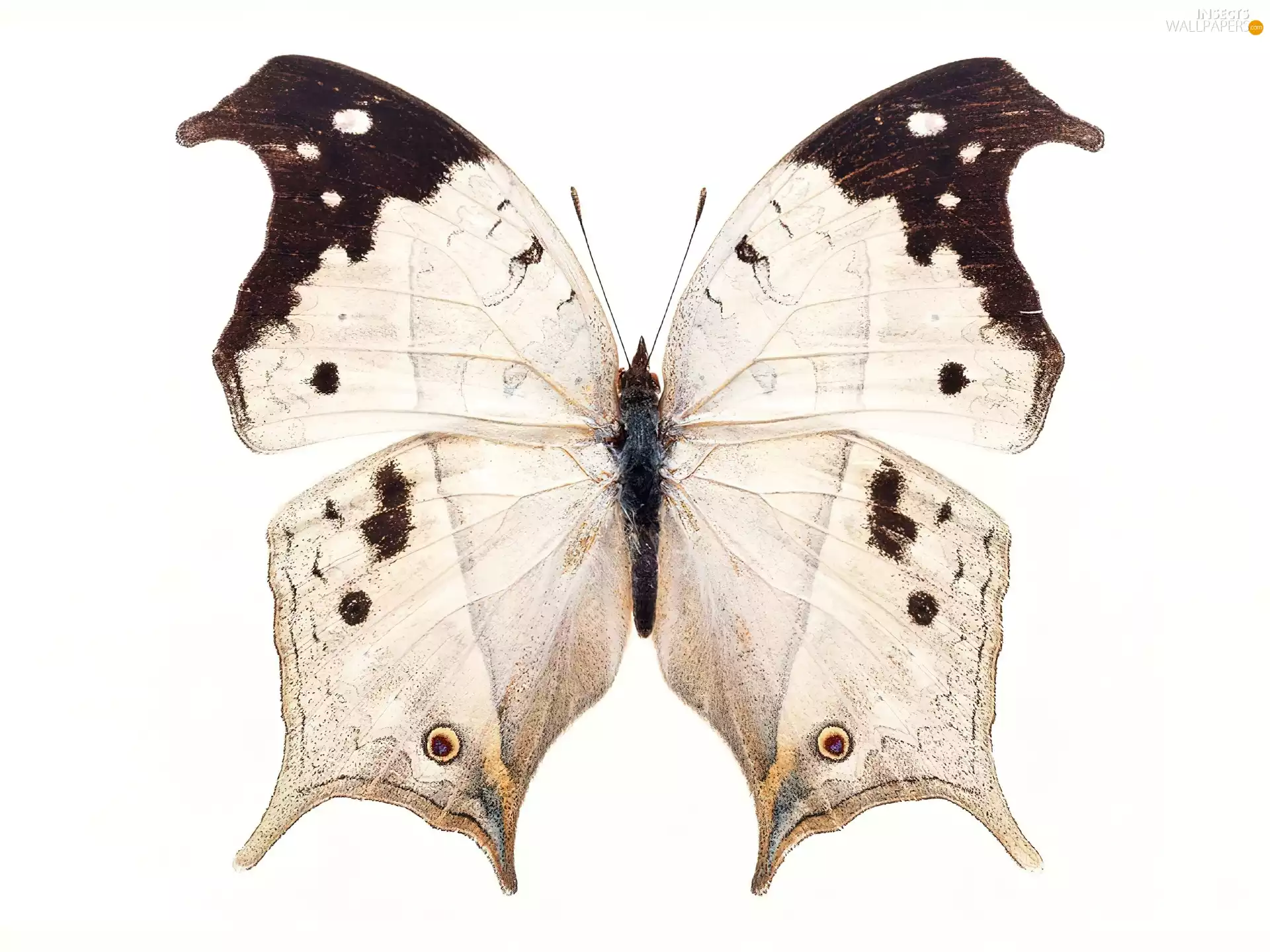 butterfly, white, Brown