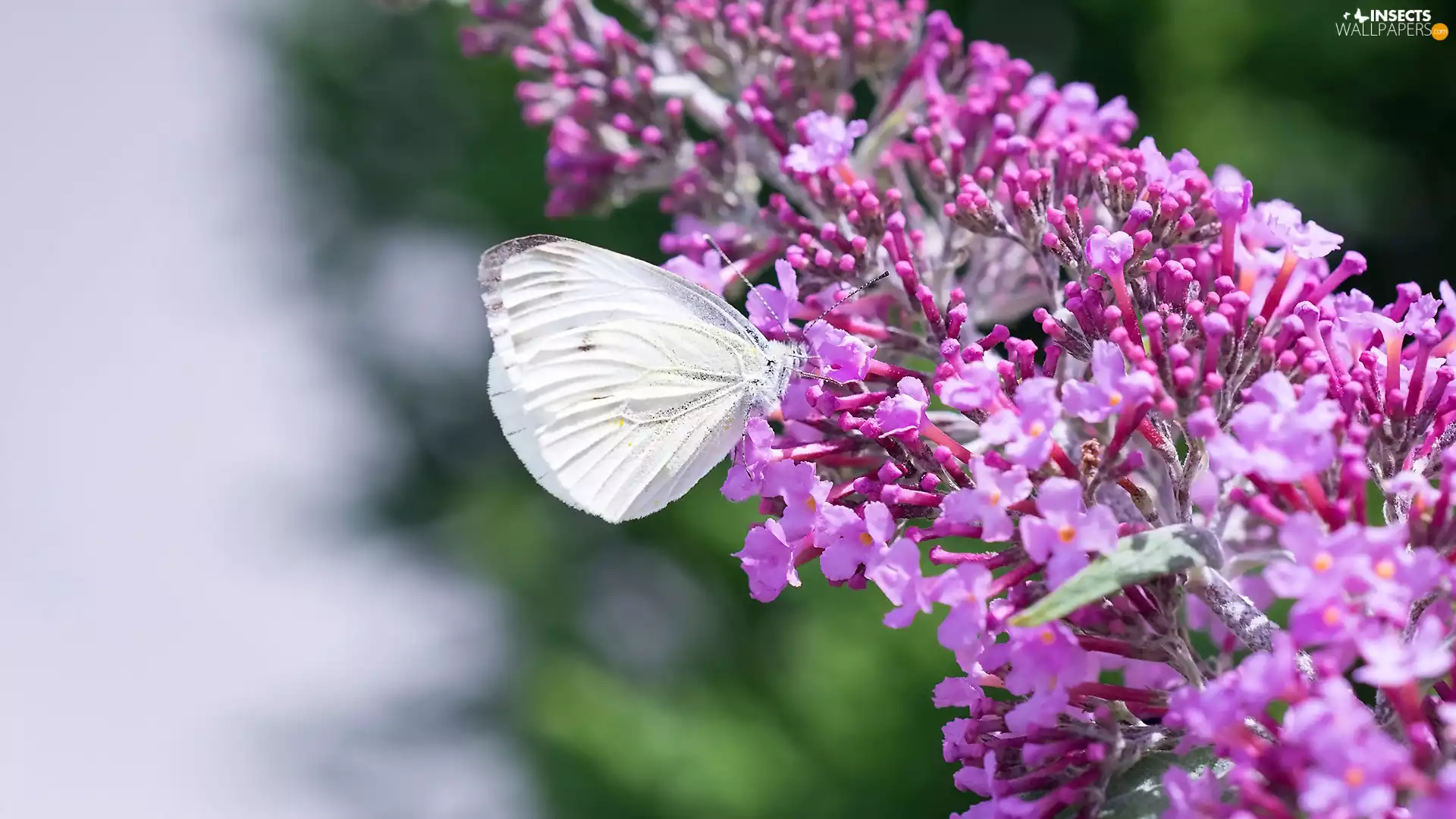 Flowers, butterfly, Cabbage Butterfly, butterfly bush