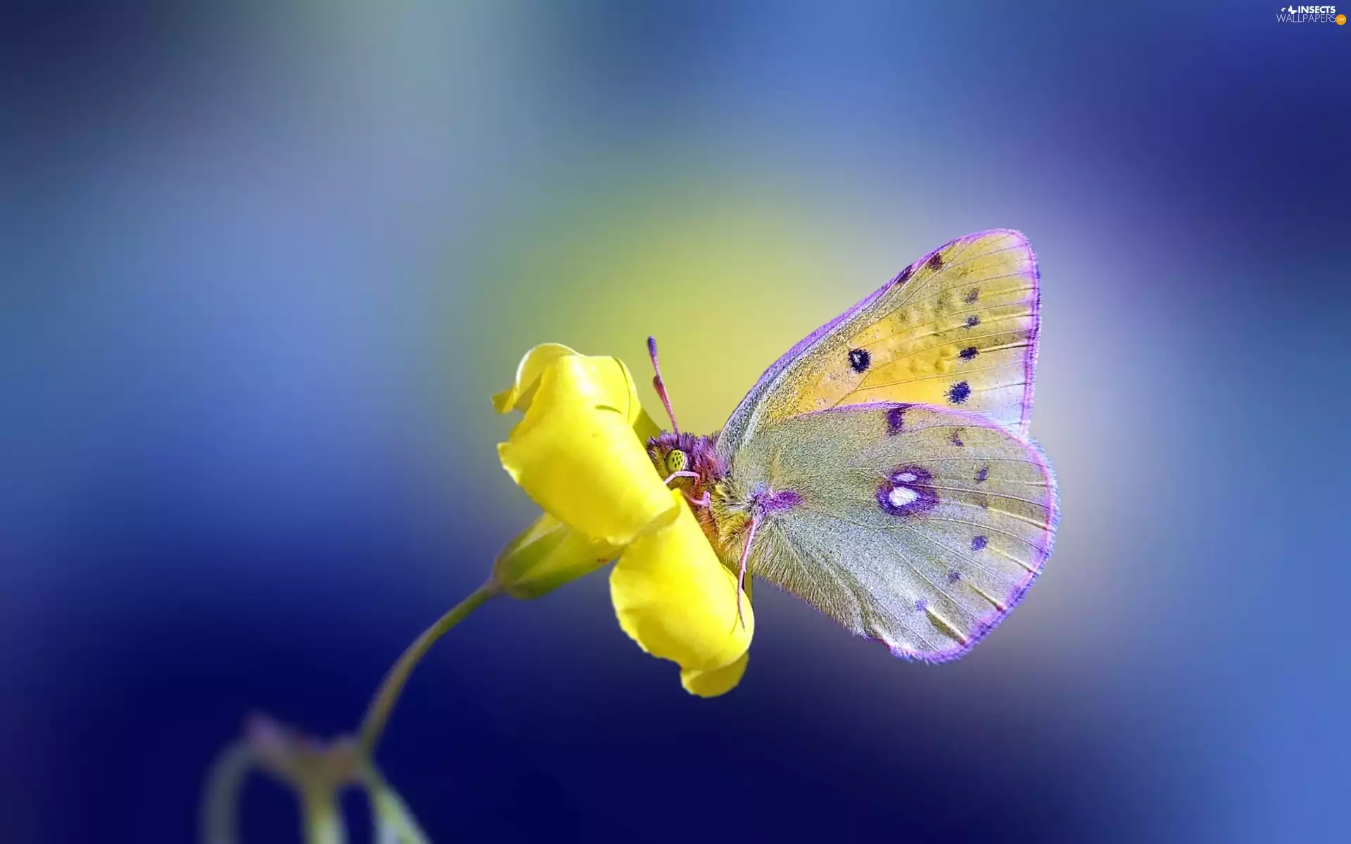 butterfly, Yellow, Flower, butterfly