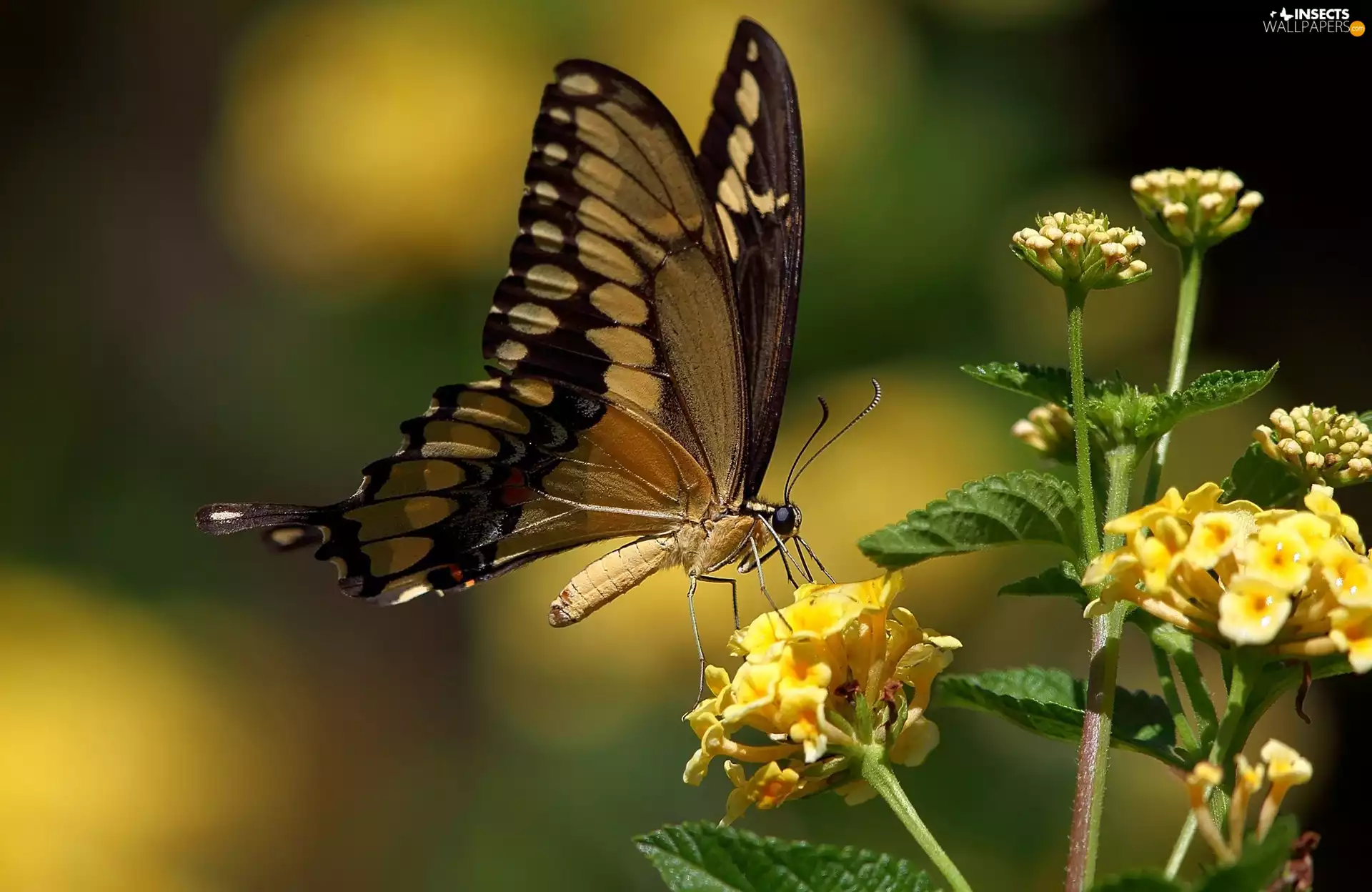 butterfly, Yellow, Flowers, butterfly