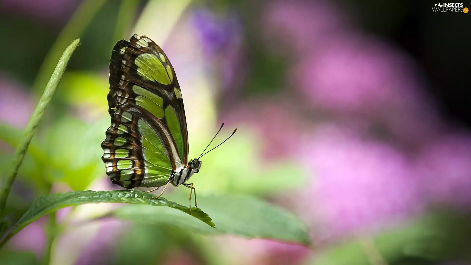 butterfly, Green, butterfly