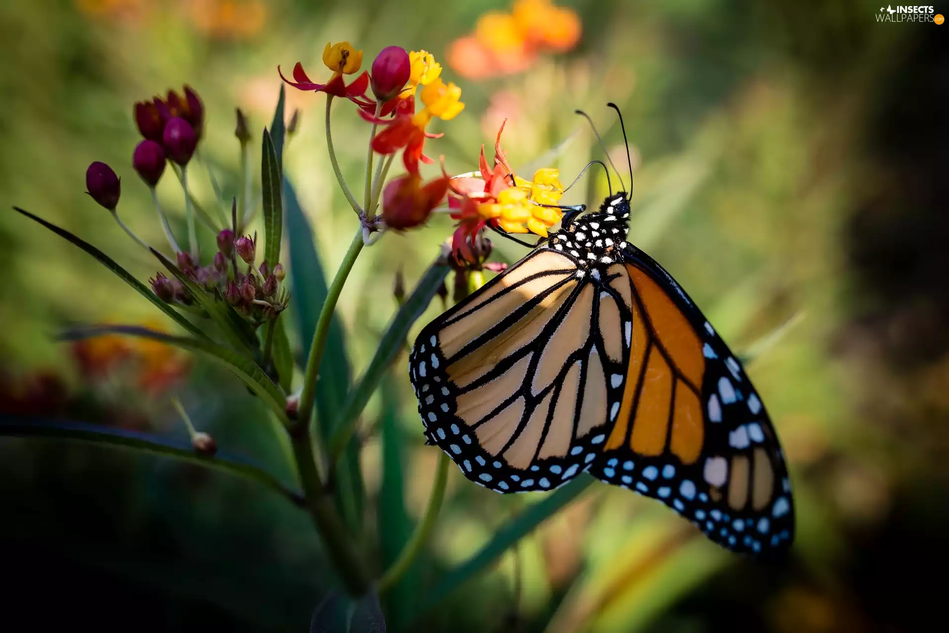 Colourfull Flowers, Monarch Butterfly, Monarch Butterfly
