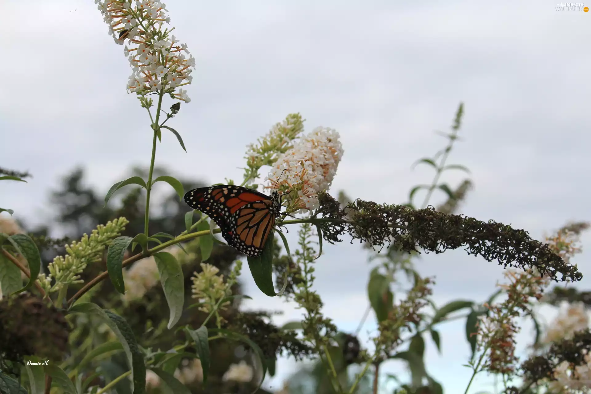 Leaf, summer, Monarch, butterfly bush, butterfly