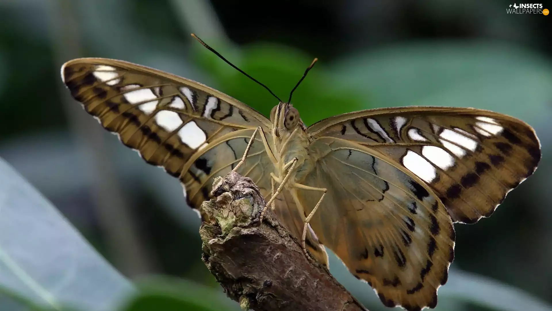 butterfly, butterfly