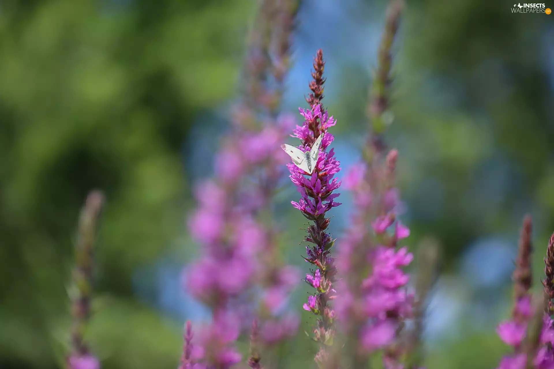 Pink, butterfly, Cabbage Butterfly, Flowers