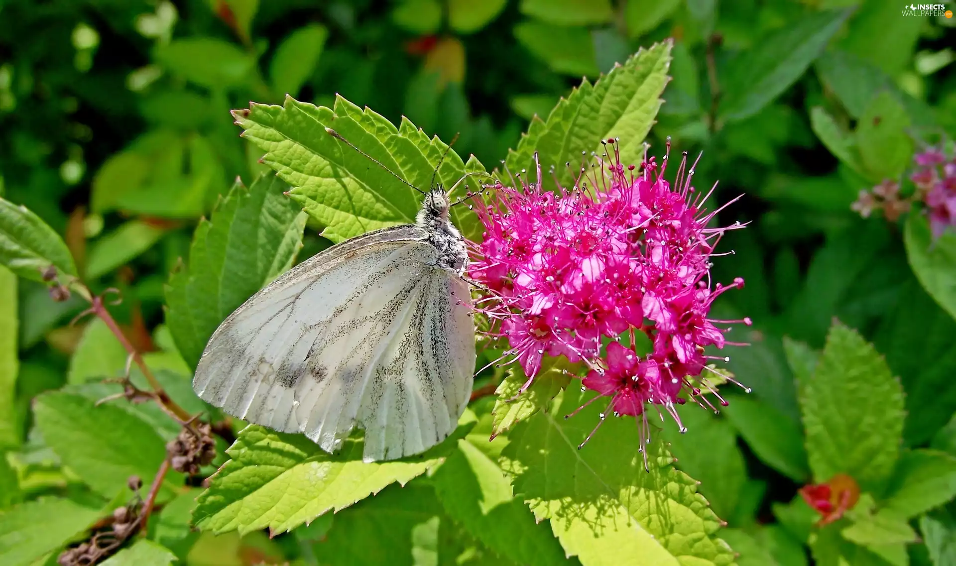 Bush, butterfly, Cabbage, Physocarpus Opulifolius