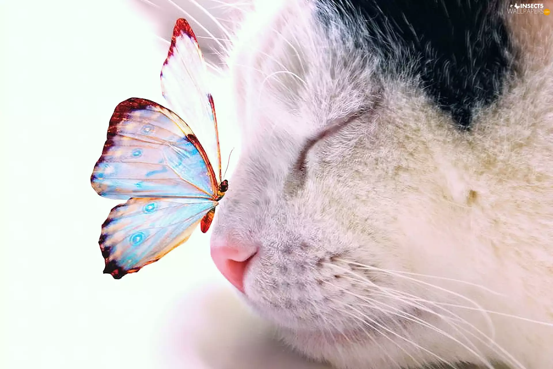 butterfly, muzzle, cat