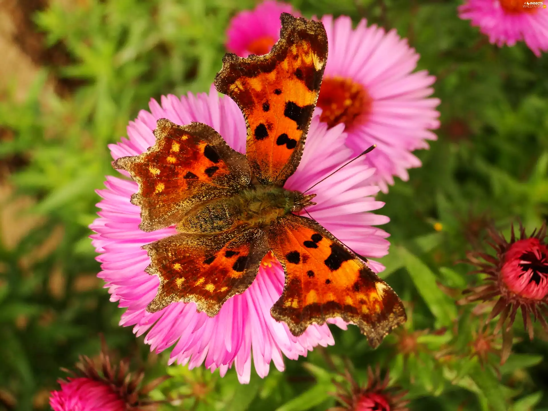 butterfly, Mermaid Ceik