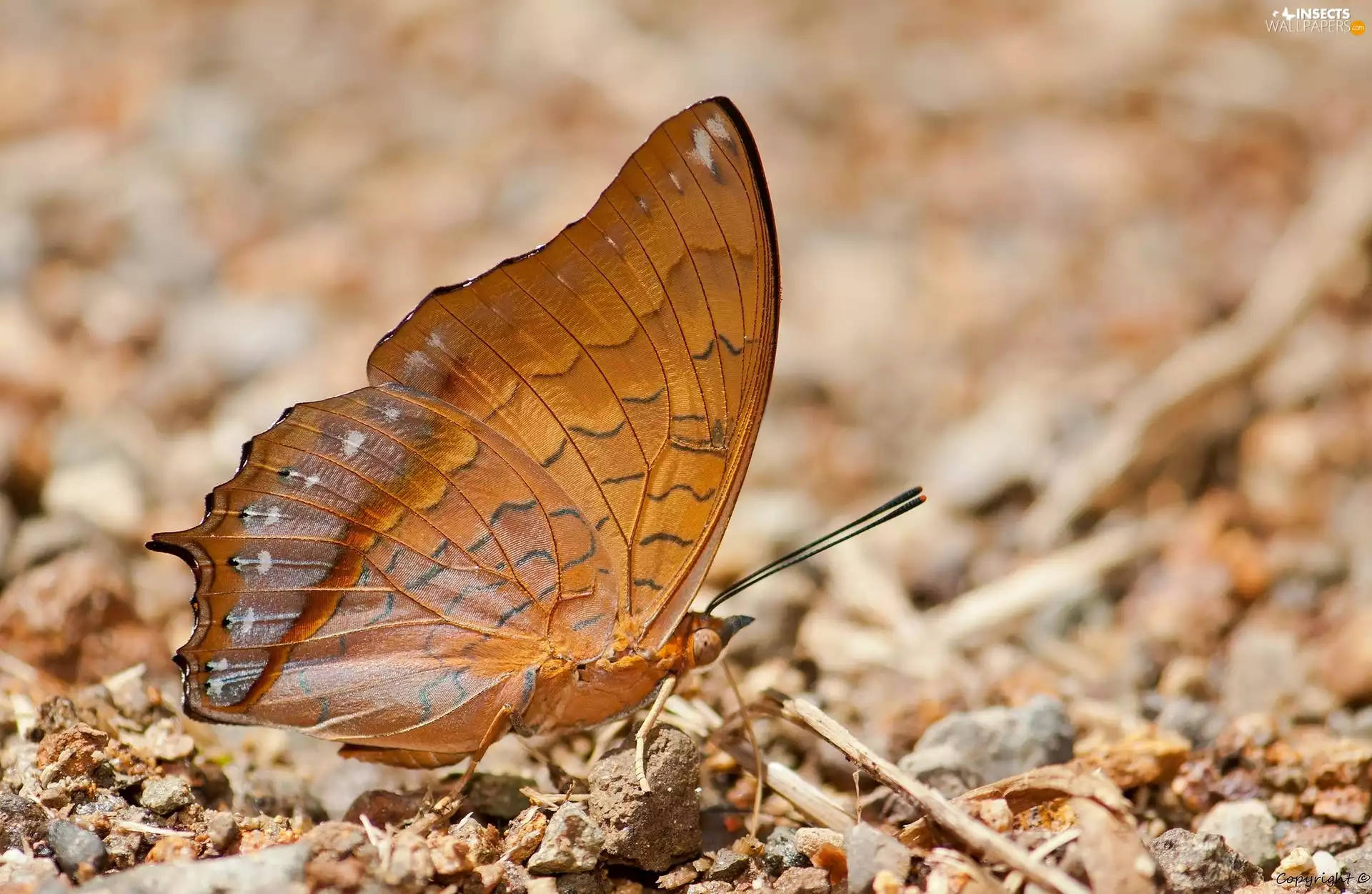 Charaxes affinis, Brown, butterfly