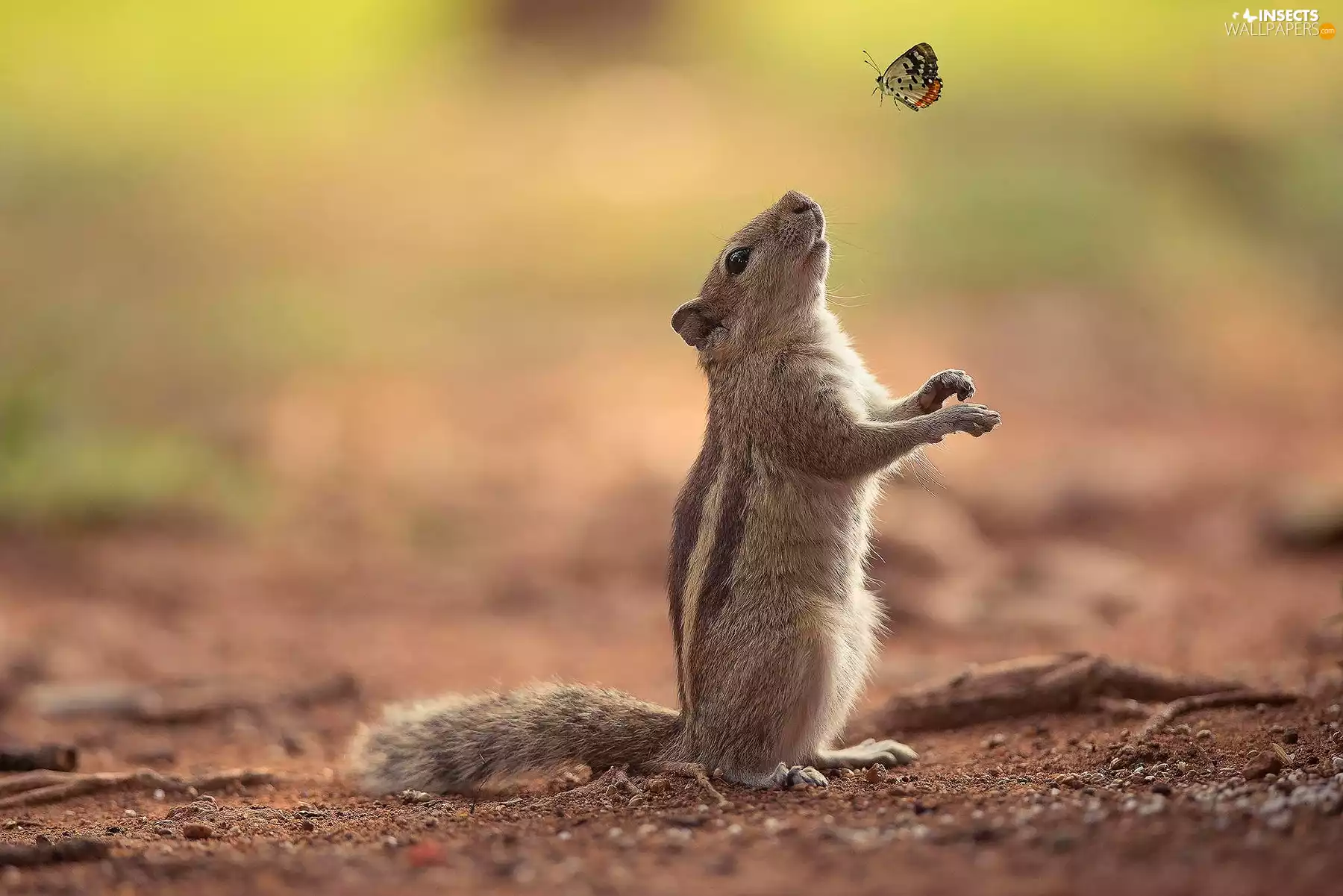 butterfly, squirrel, Chipmunk