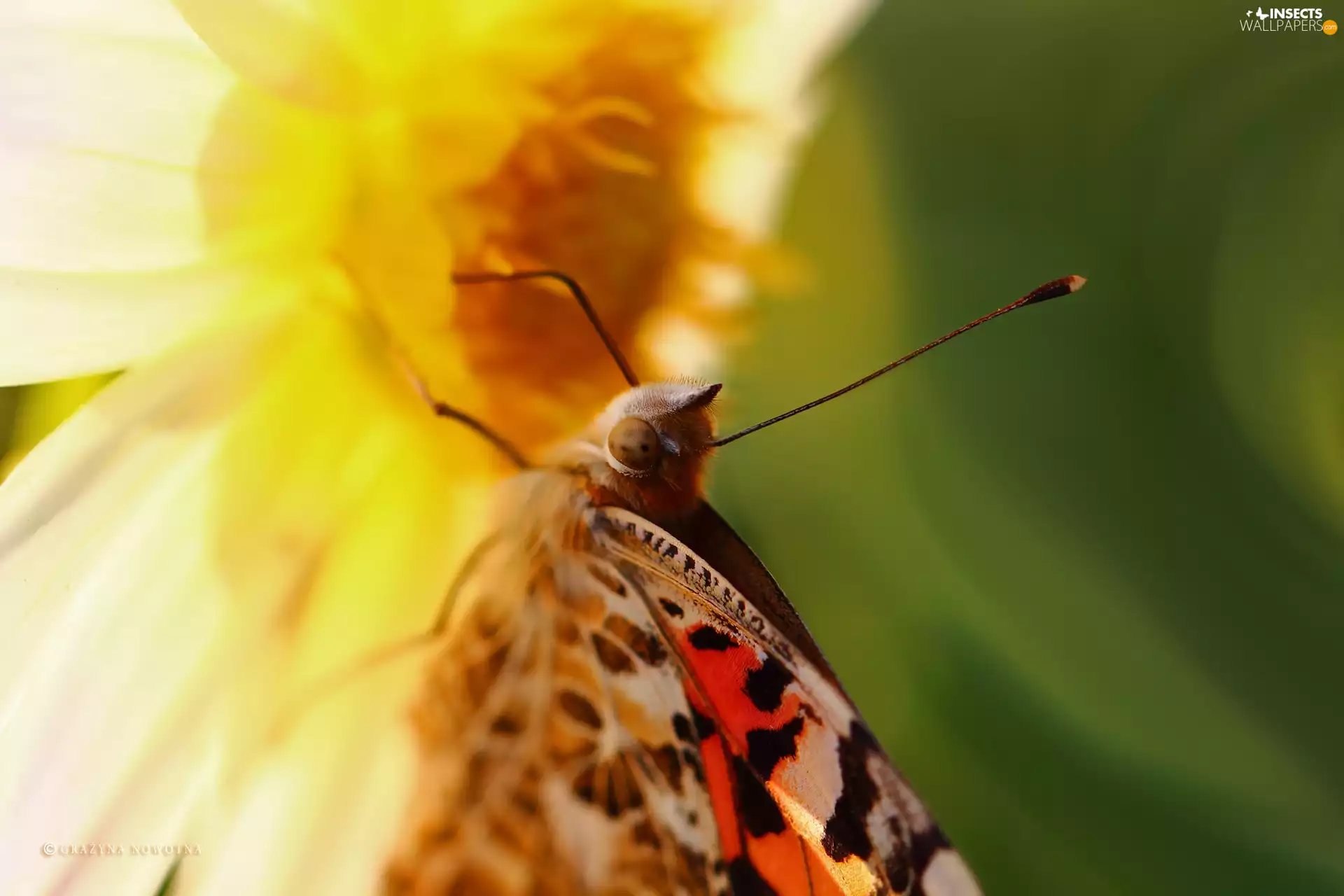Close, Painted Lady, butterfly
