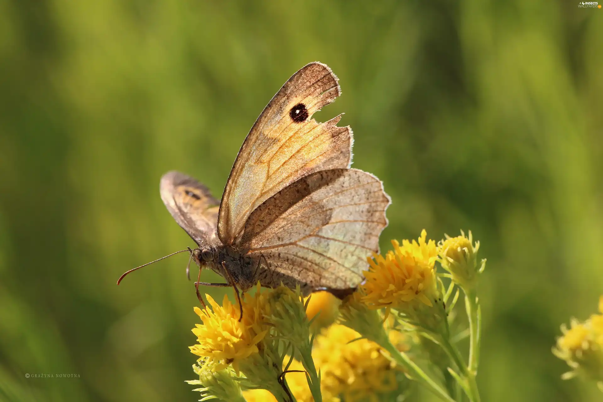 Insect, Coenonympha Pamphilus, butterfly