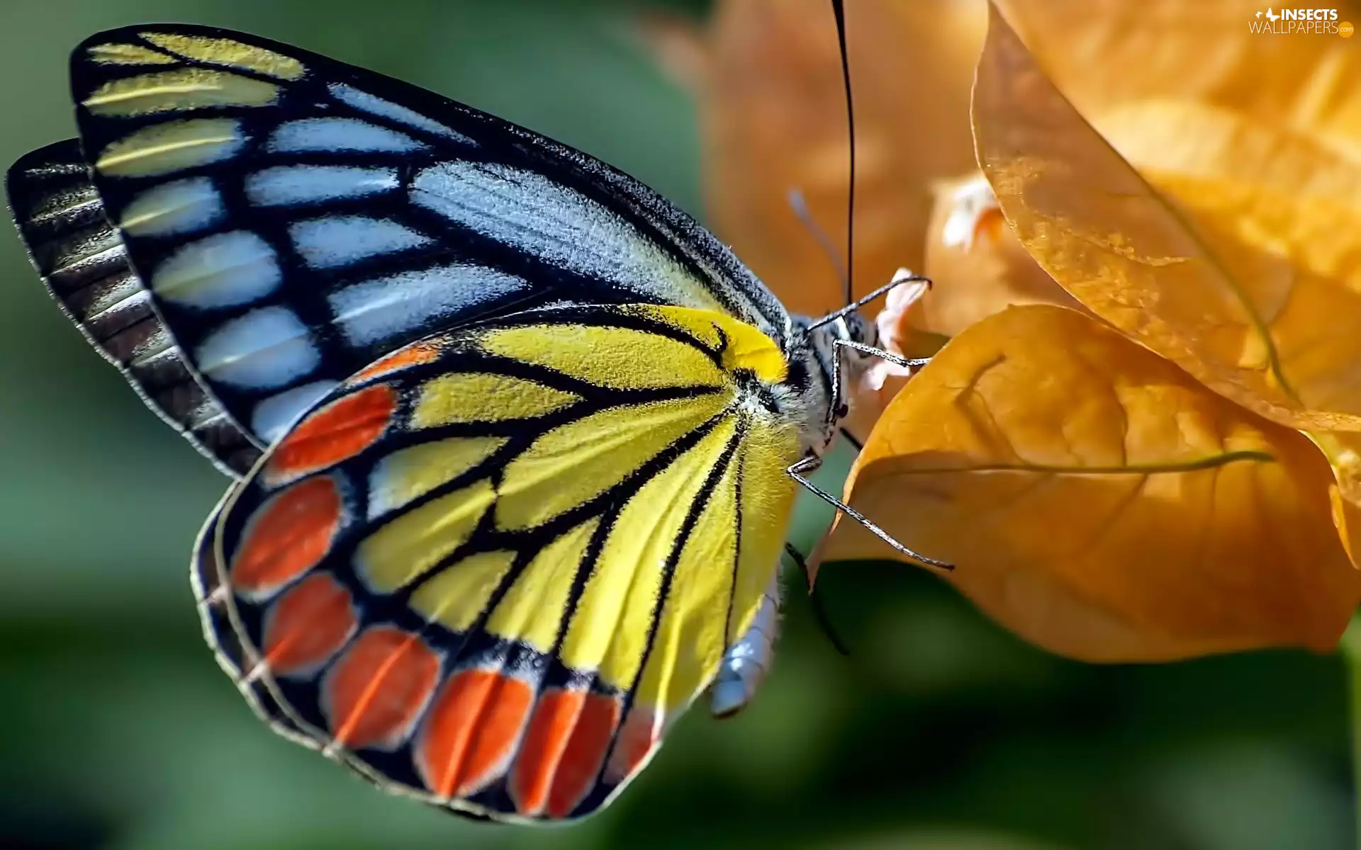 color, leaf, autumn, butterfly