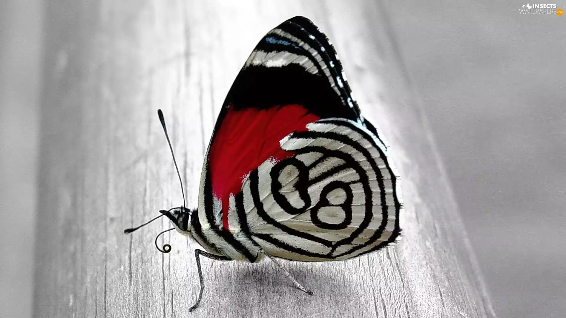 butterfly, Beatyfull, color