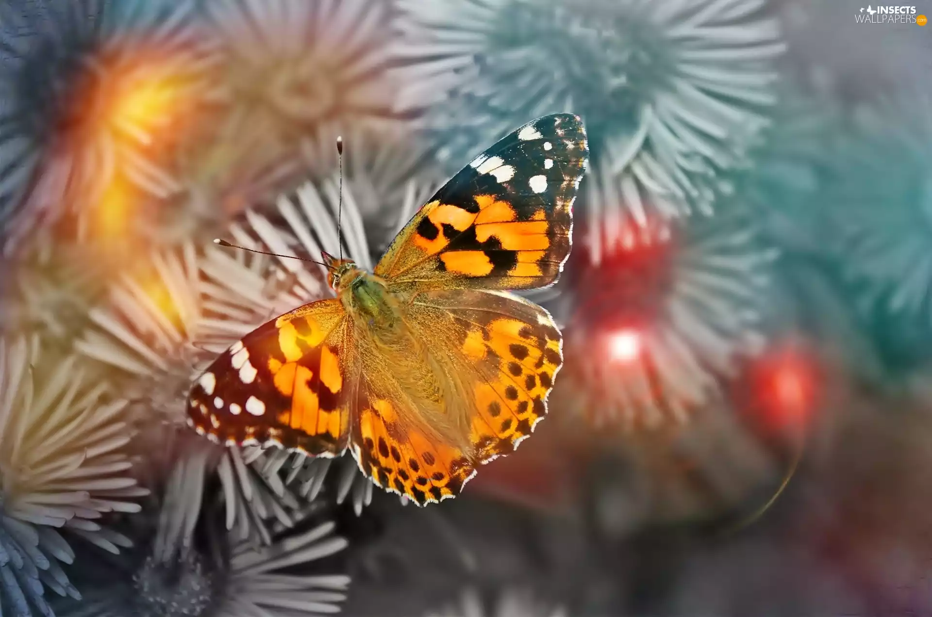 color, undine, Cardui, butterfly