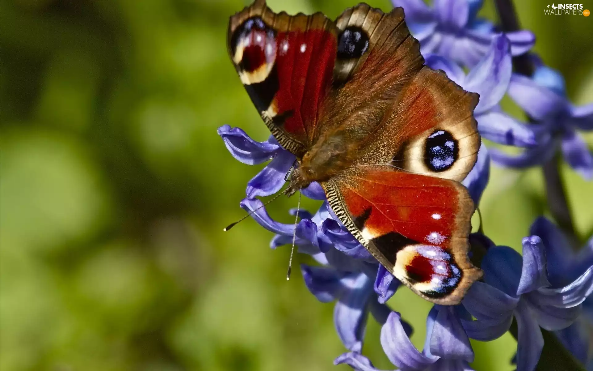 io, Colourfull Flowers, butterfly, undine, color