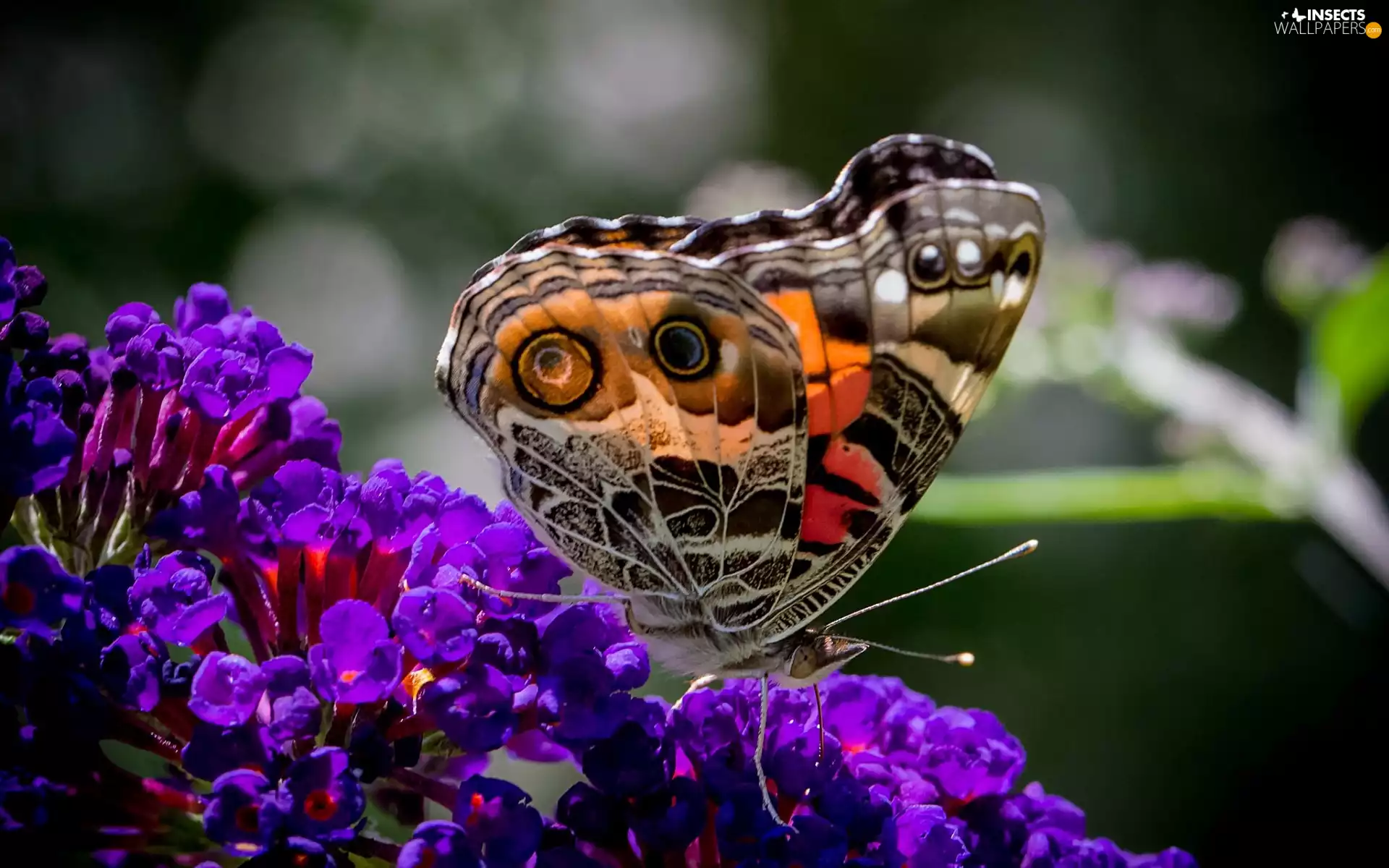 color, purple, Flowers, butterfly