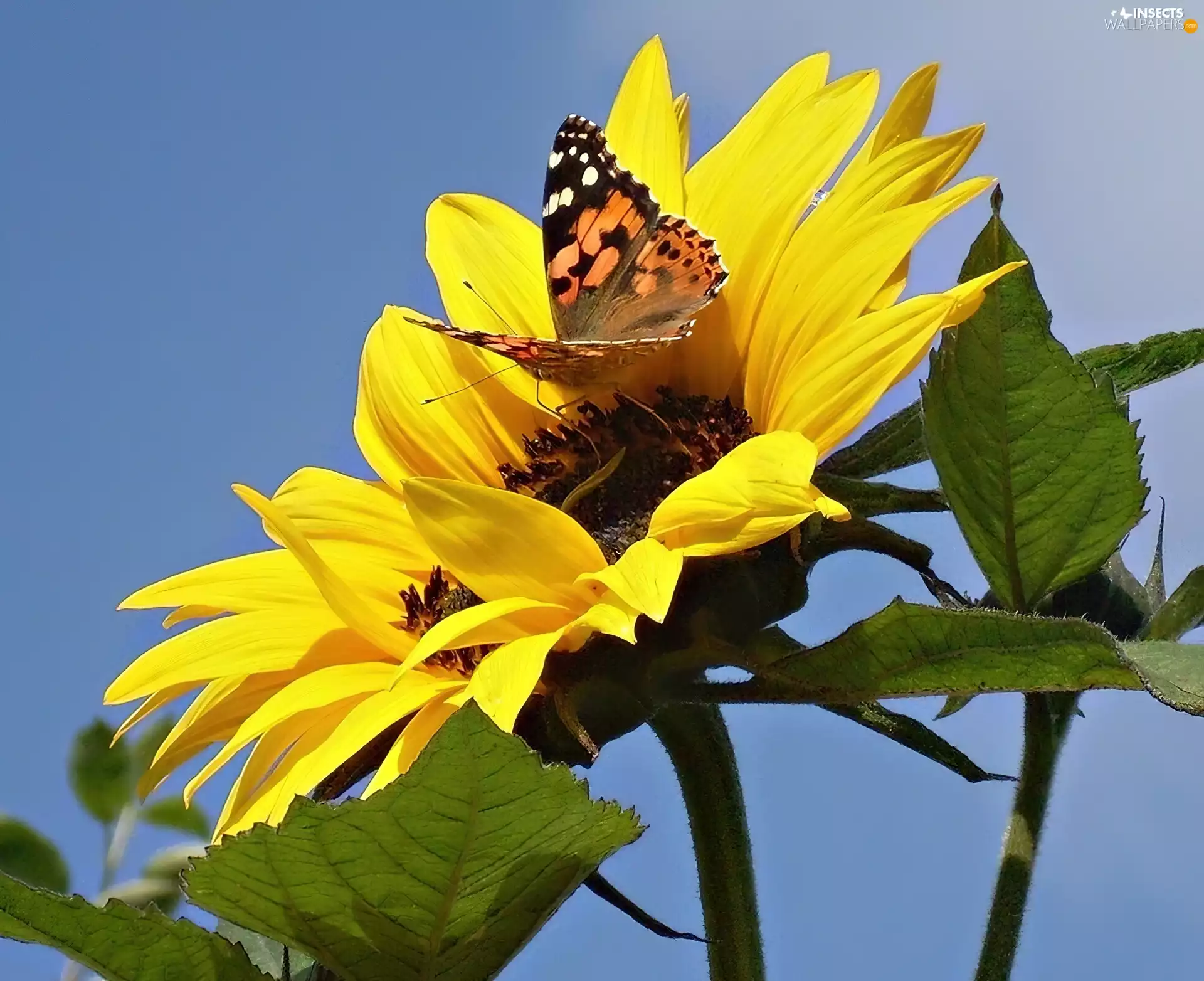 butterfly, Sunflower, color