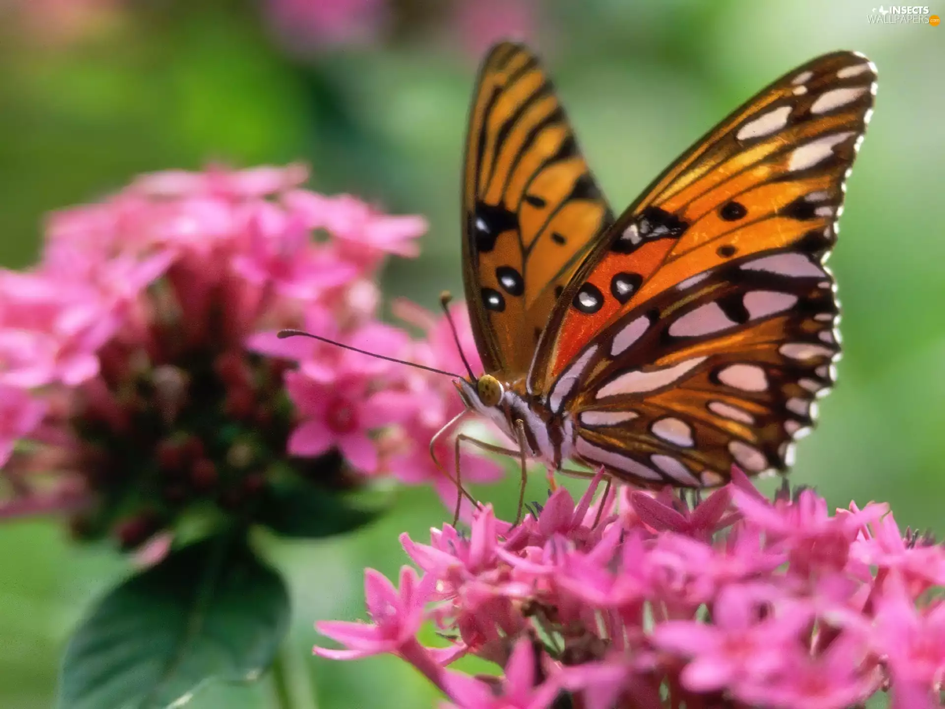 colorful, Pink, Flowers, butterfly
