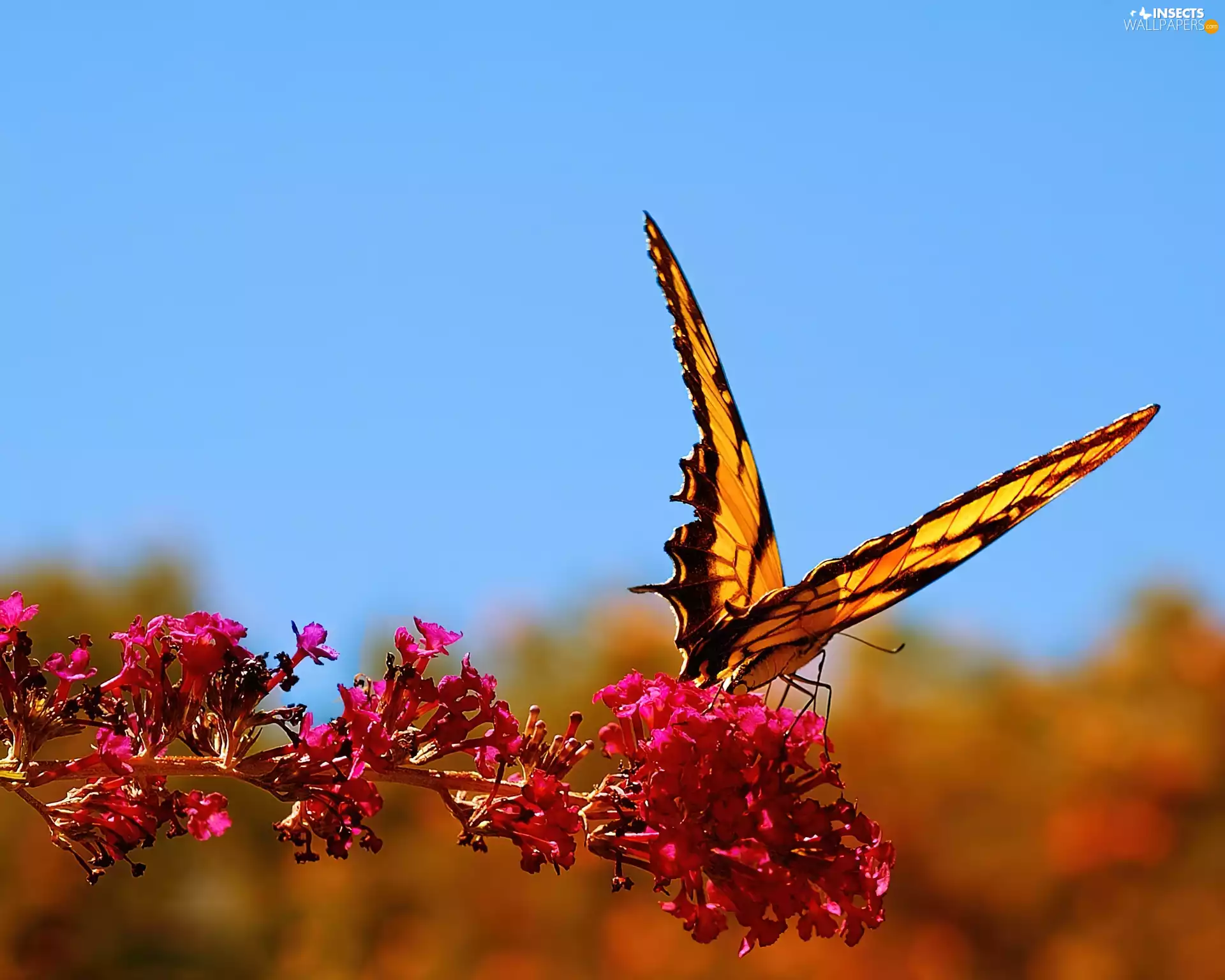 Colourfull Flowers, Beatyfull, butterfly