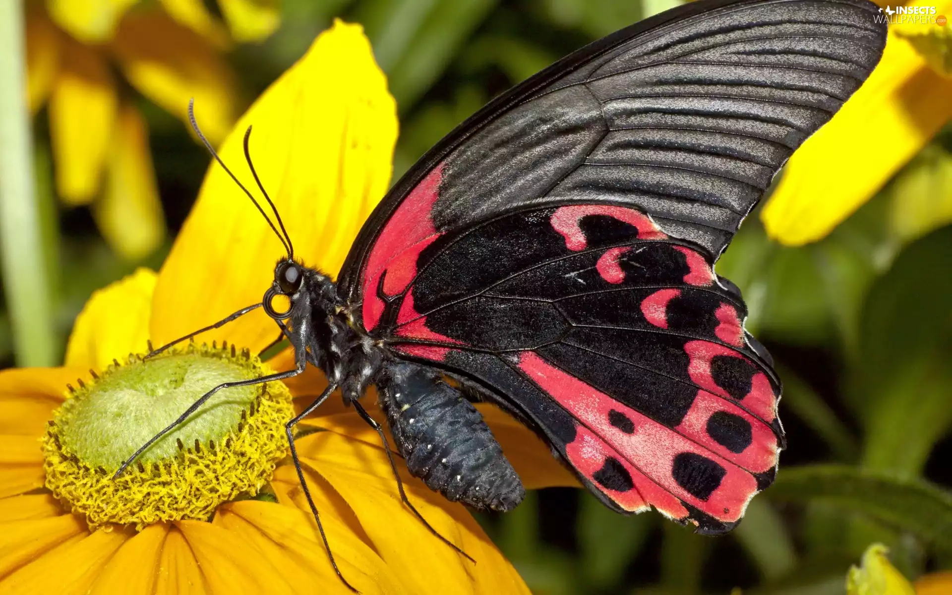 red, butterfly, Colourfull Flowers, Black