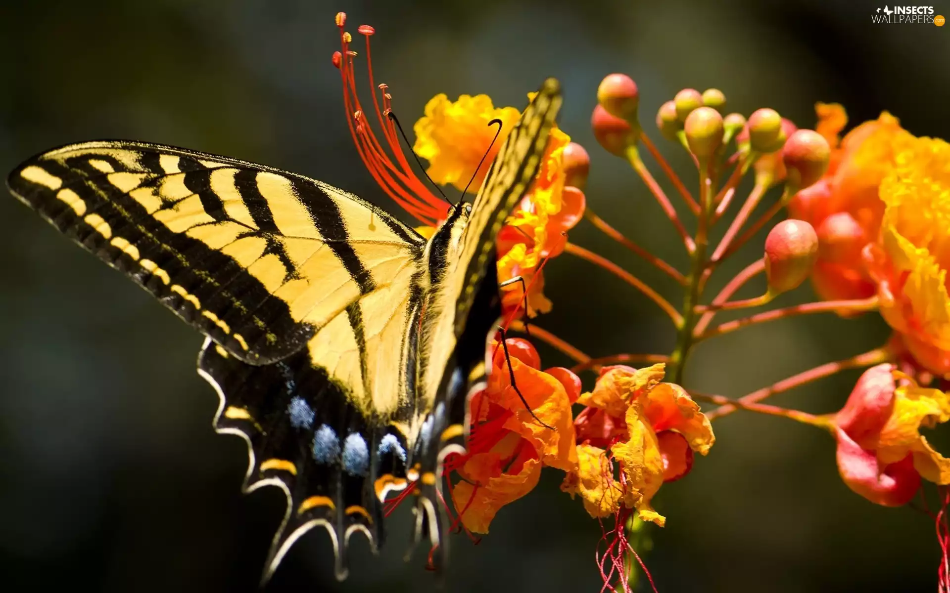 yellow, butterfly, Colourfull Flowers, Black