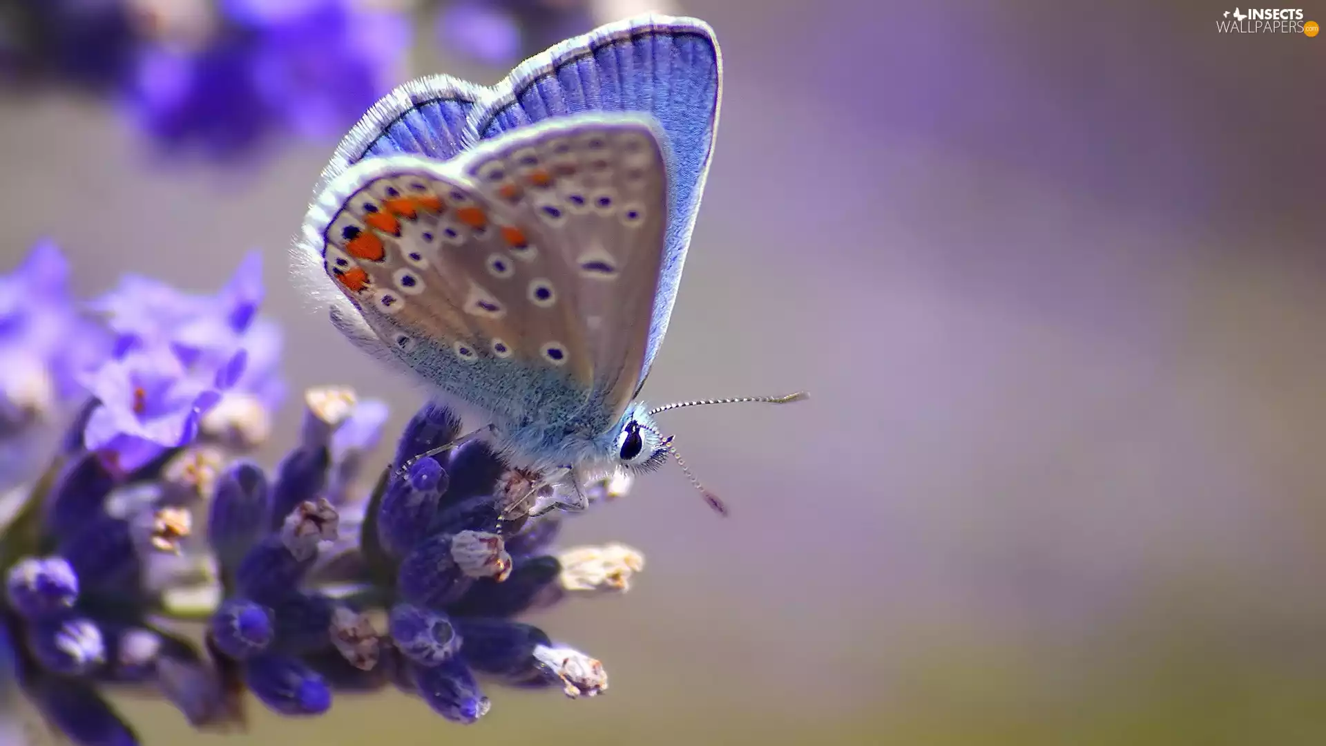 Colourfull Flowers, blue, butterfly