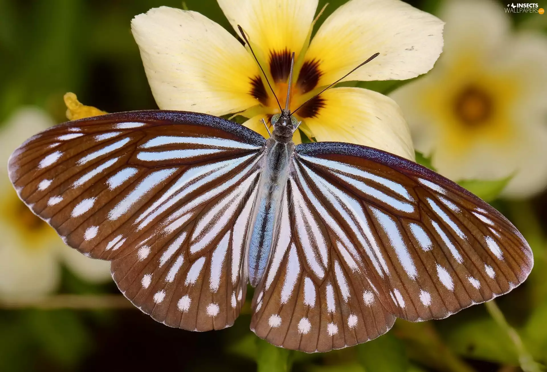 Colourfull Flowers, Brown, butterfly