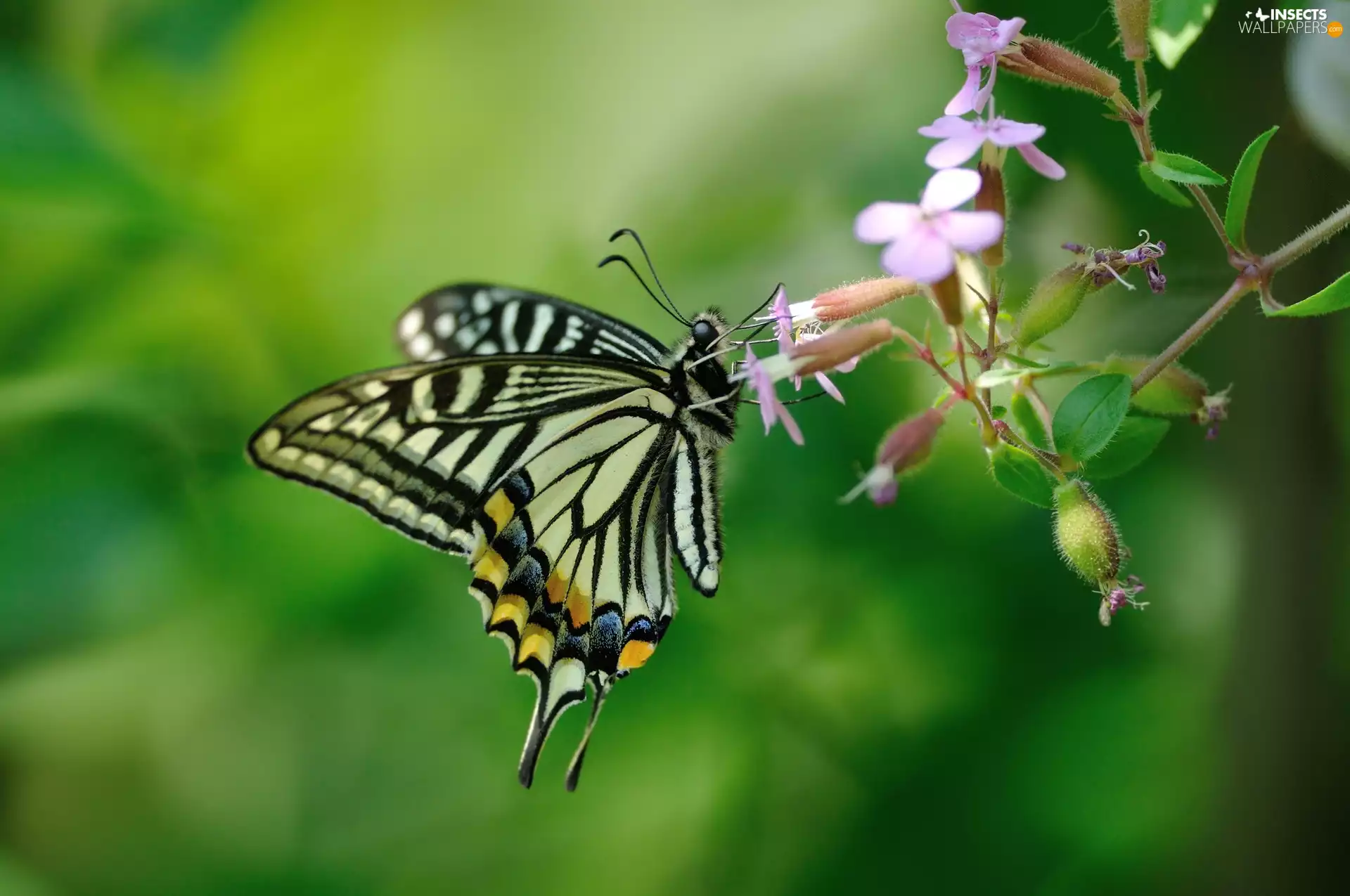 Colourfull Flowers, butterfly, butterfly