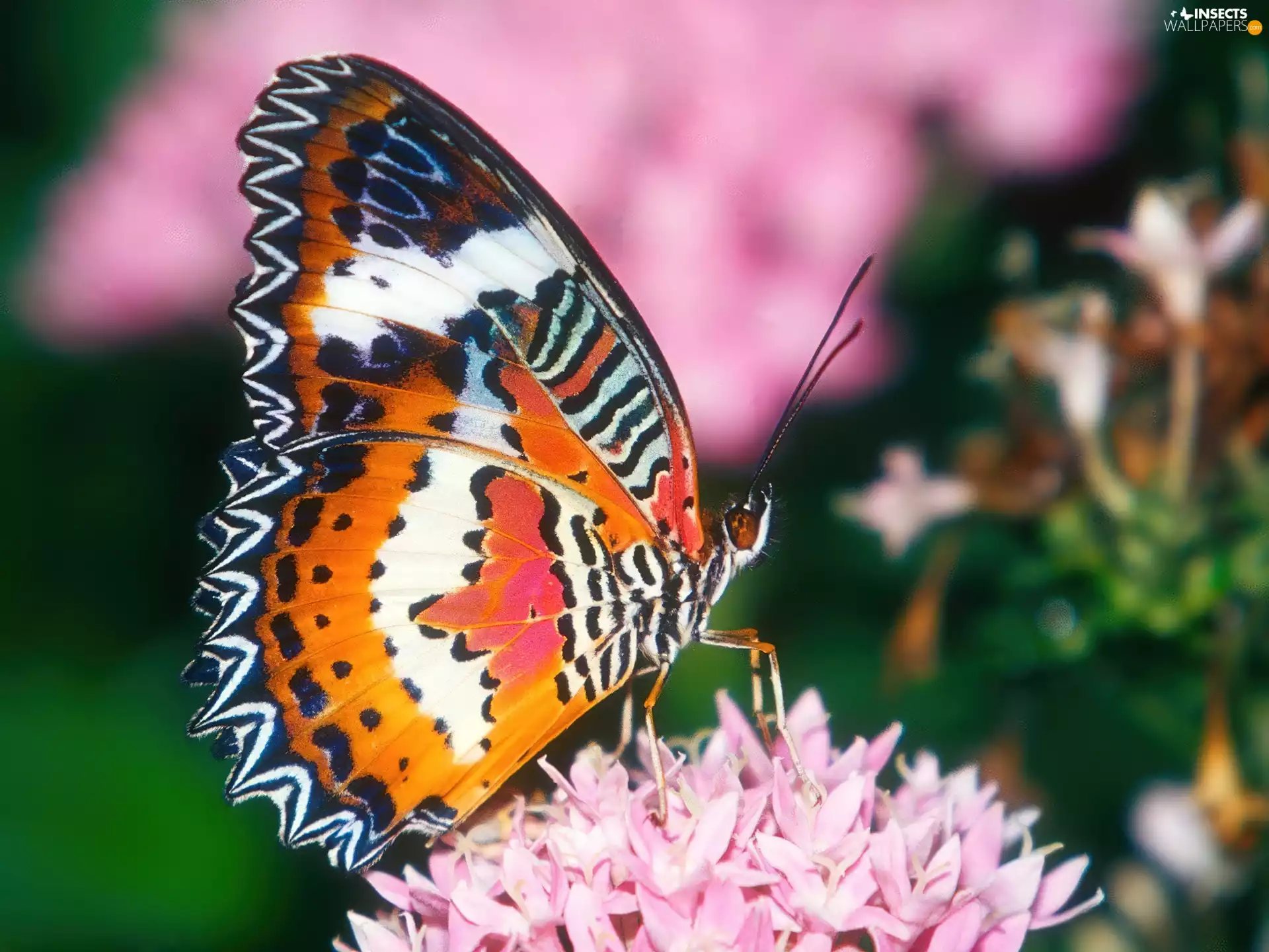 Colourfull Flowers, color, butterfly