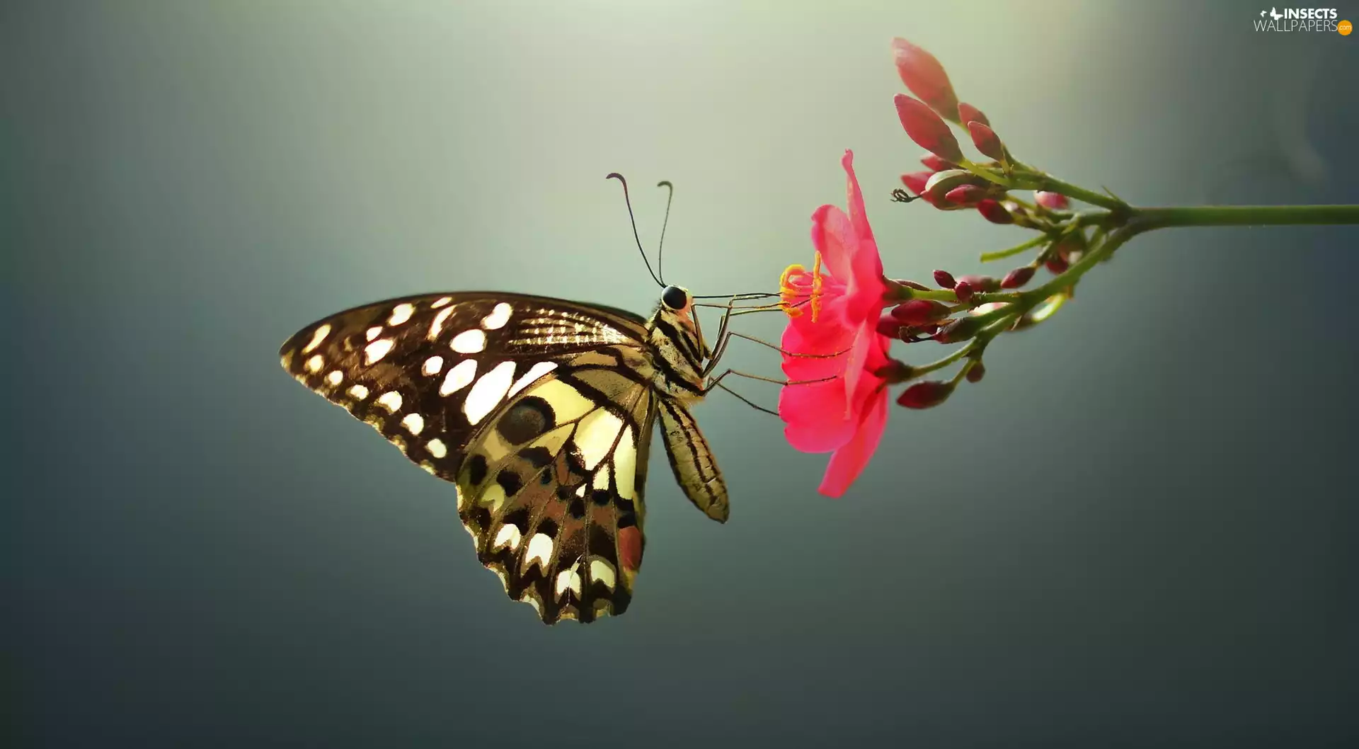 Colourfull Flowers, insects, butterfly