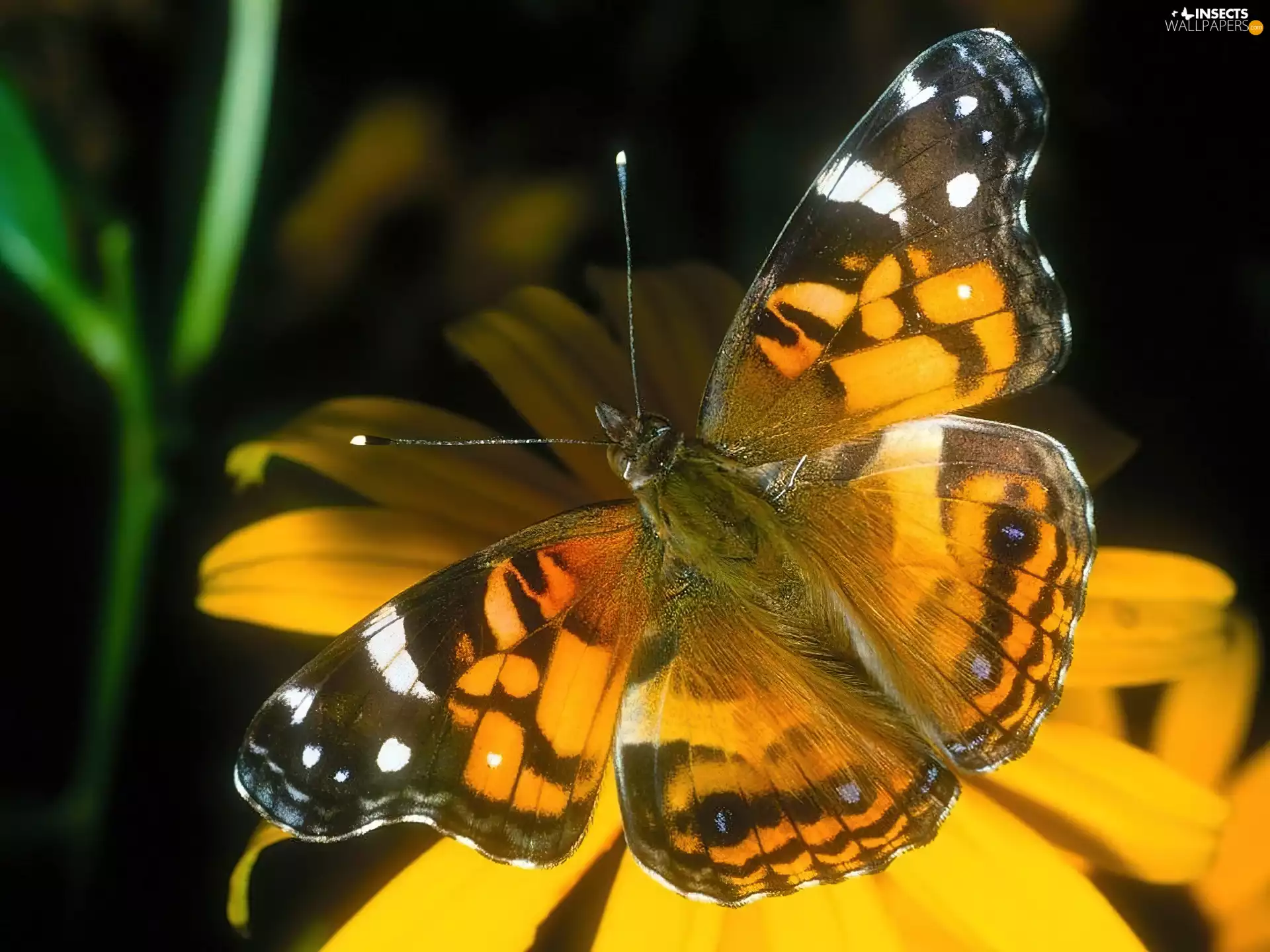 black, butterfly, Colourfull Flowers, Orange