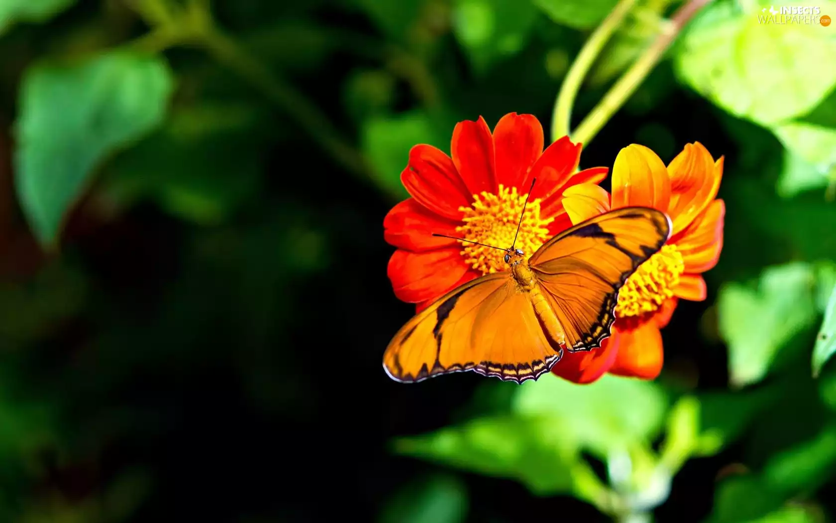 Colourfull Flowers, Orange, butterfly
