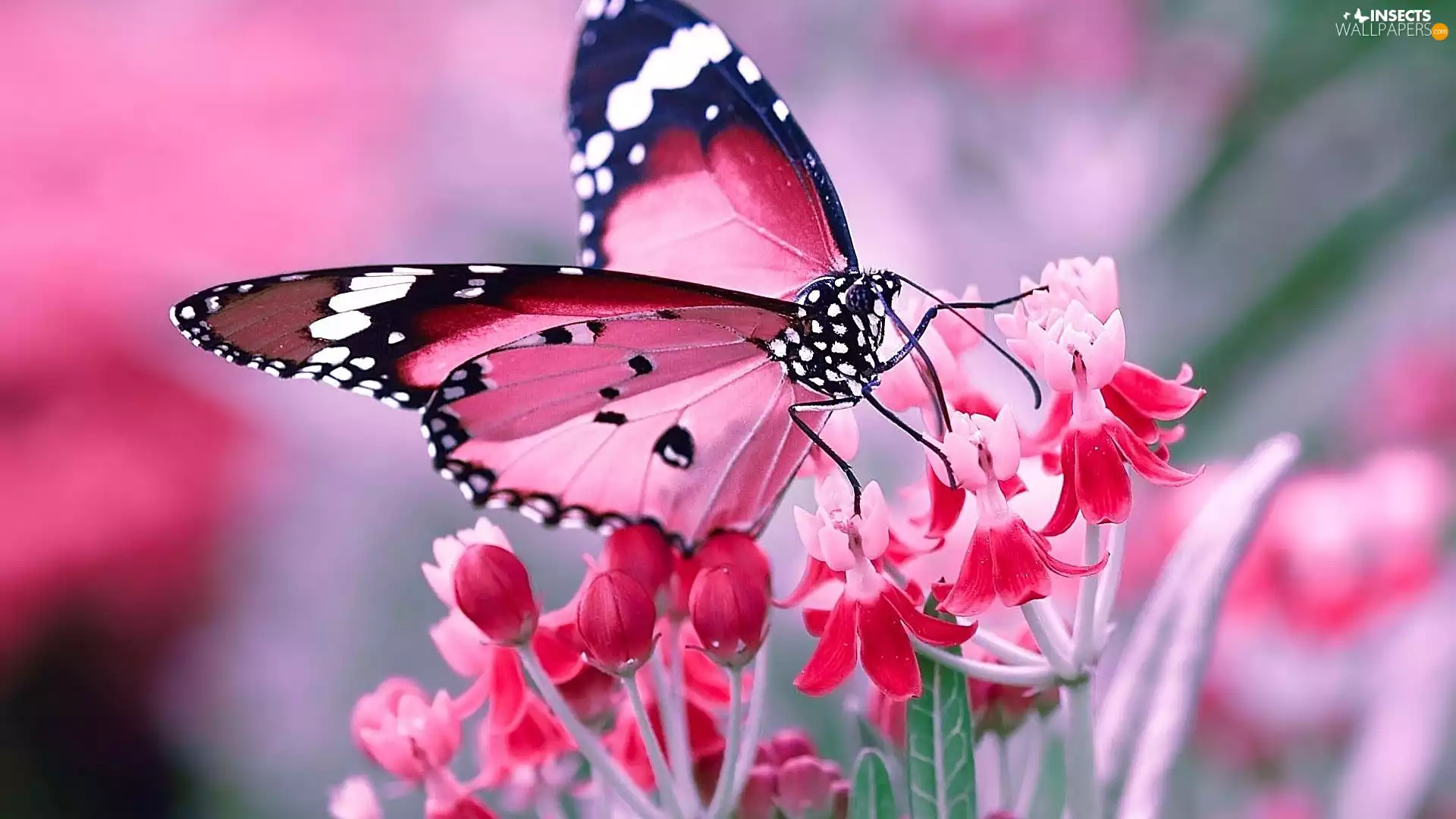Colourfull Flowers, Red, butterfly