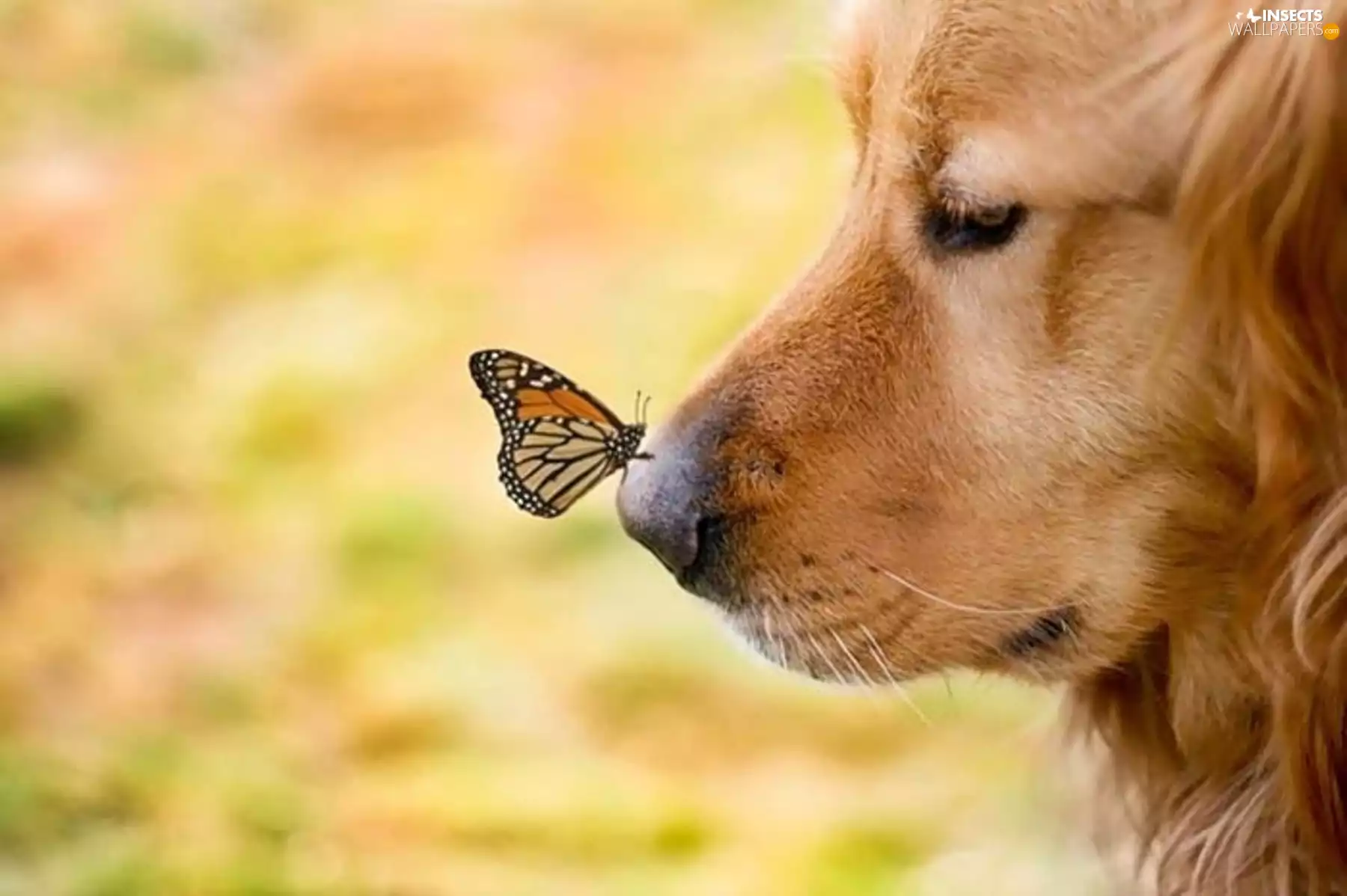 butterfly, muzzle, dog