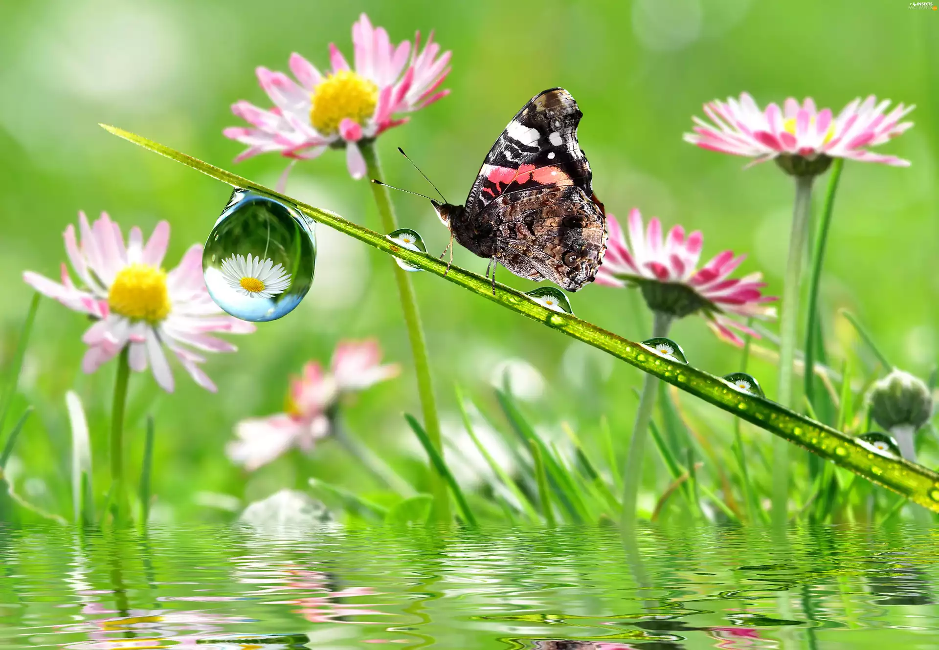 Flowers, butterfly, drops, Rosy, Close