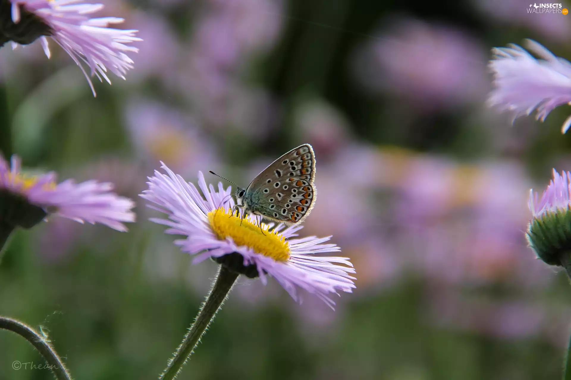 purple, butterfly, Dusky, Astra alpine